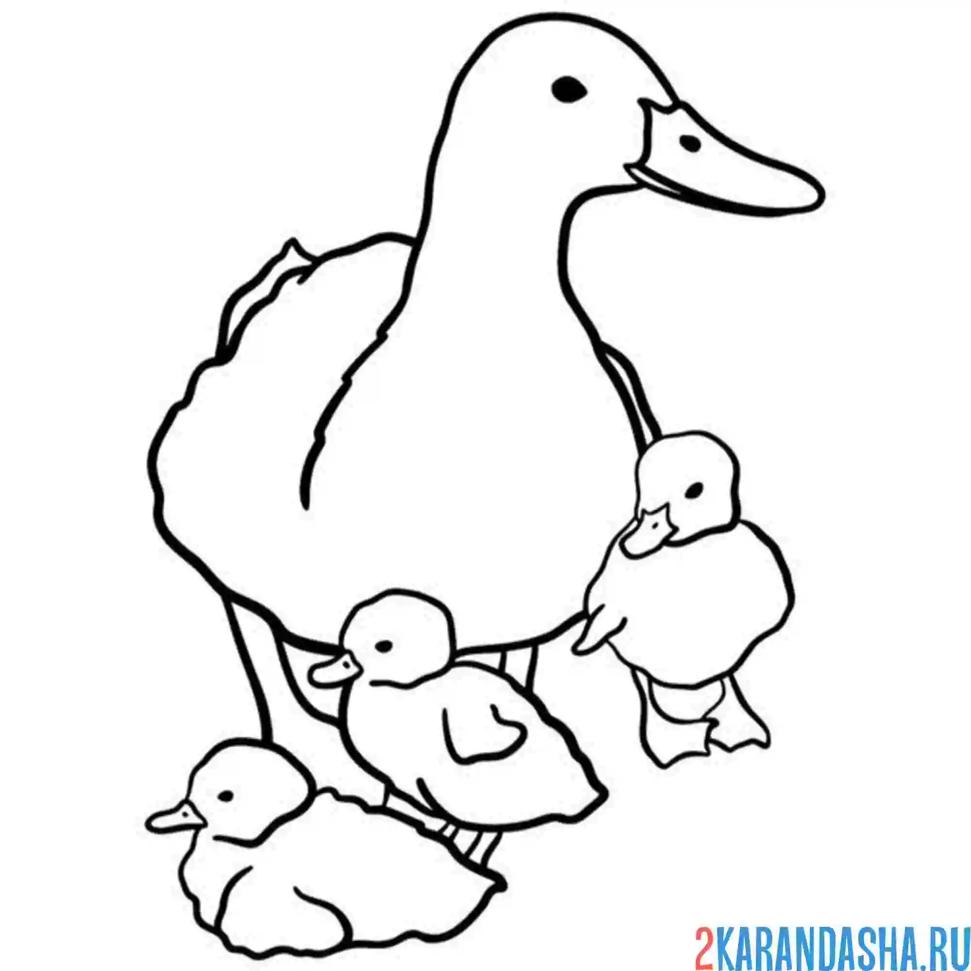 Раскраска мама собрала утят