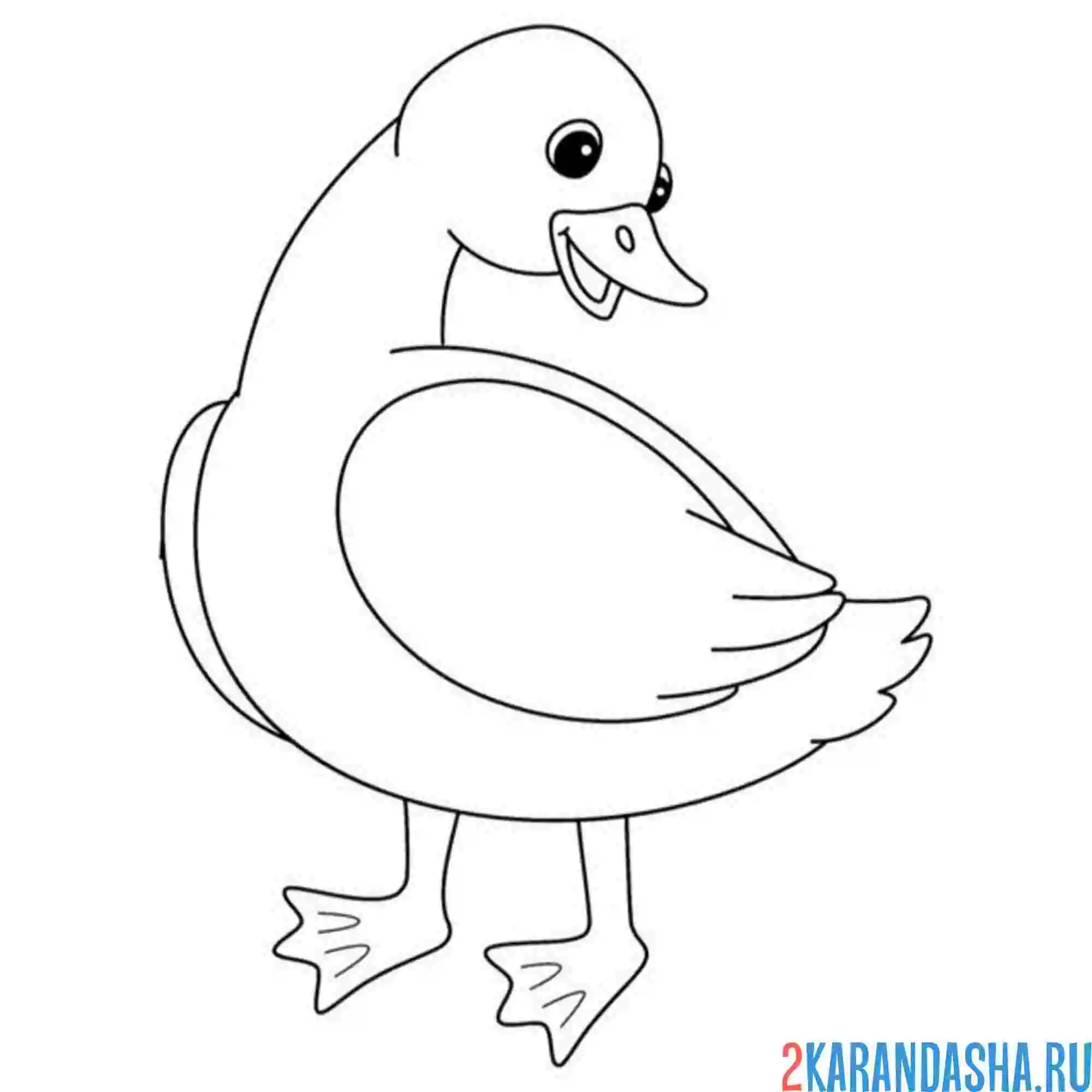 Раскраска уточка молодая