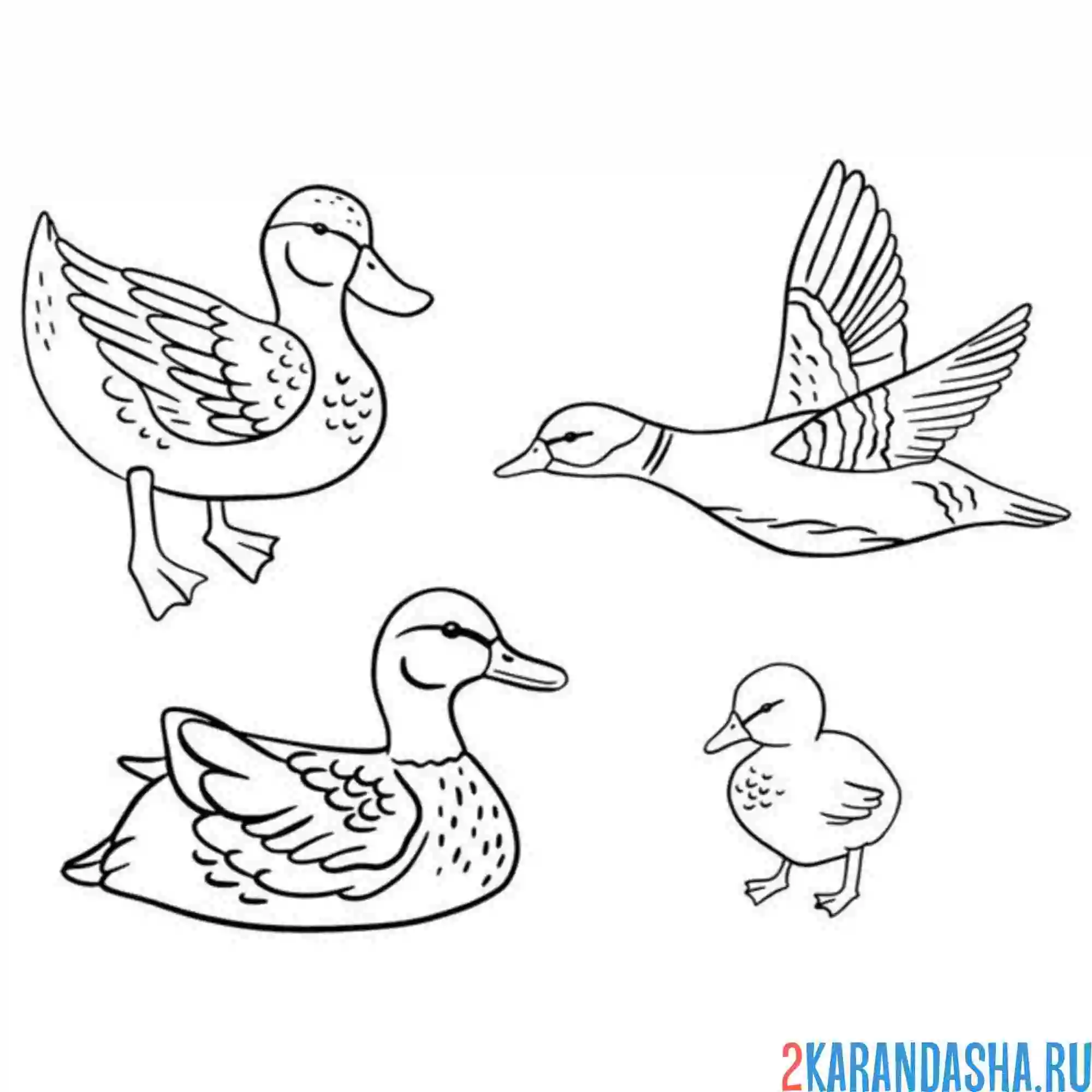 Раскраска утки заняты