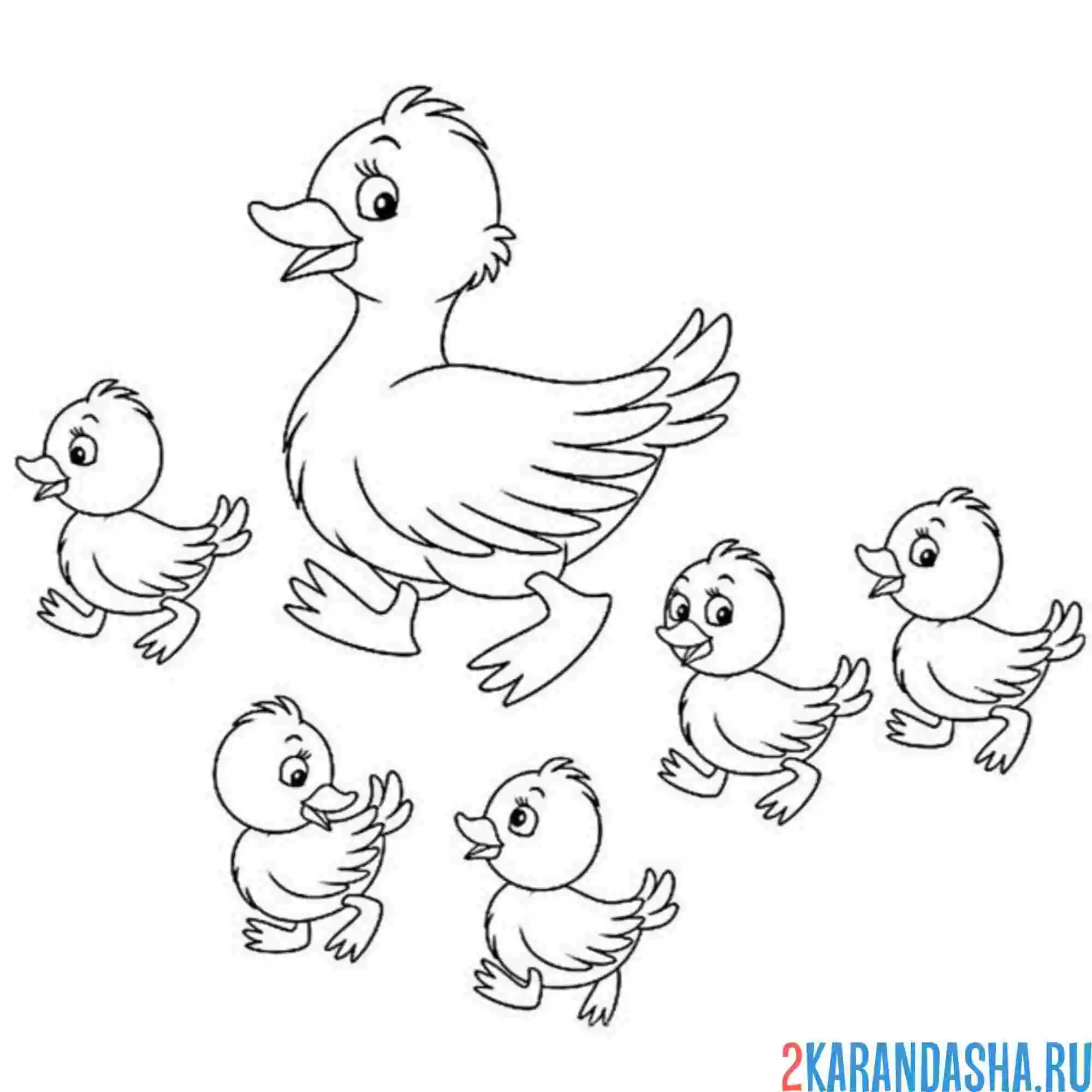 Раскраска мама утка выгуливает утят