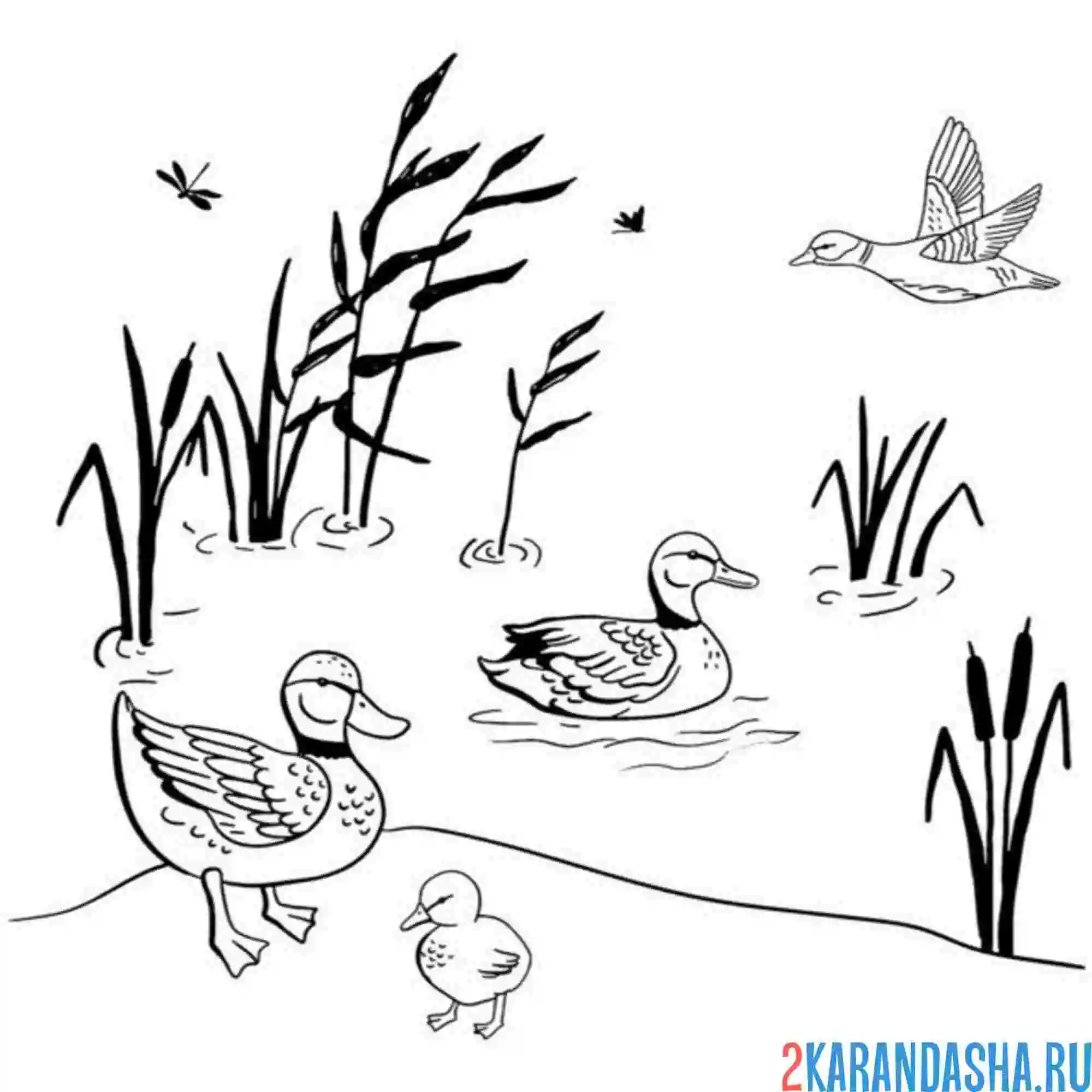 Раскраска дикие утки гуляют