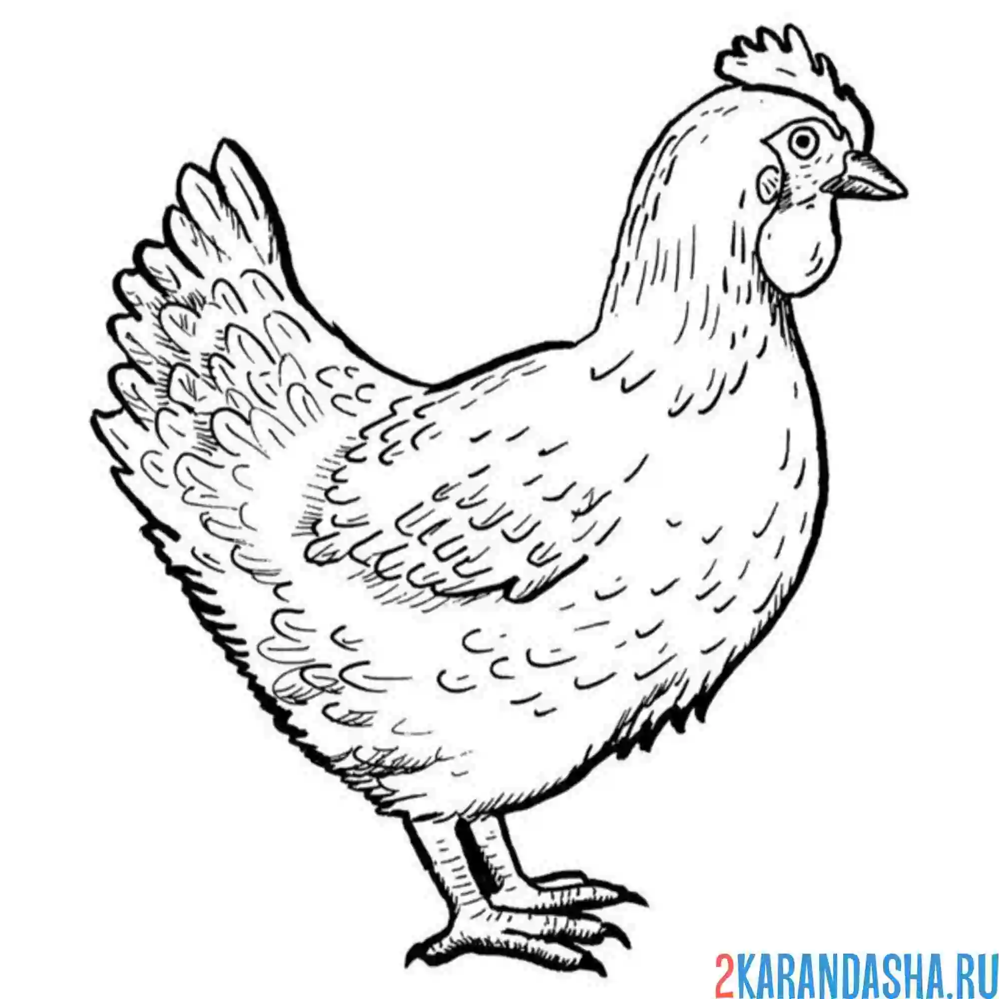 Раскраска фото курица