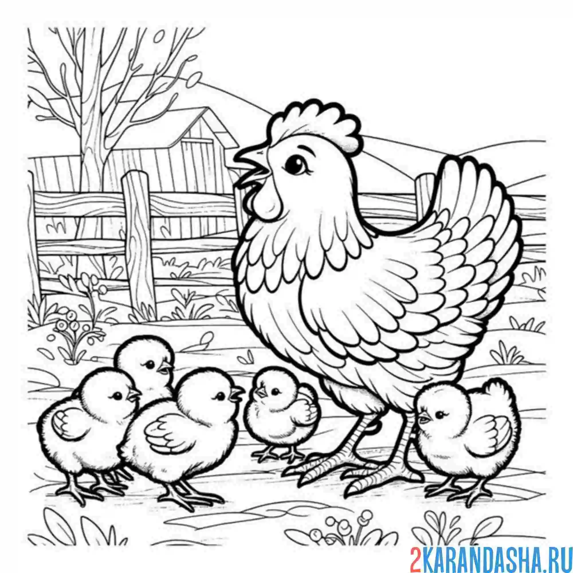 Раскраска курица и четыре цыпленка