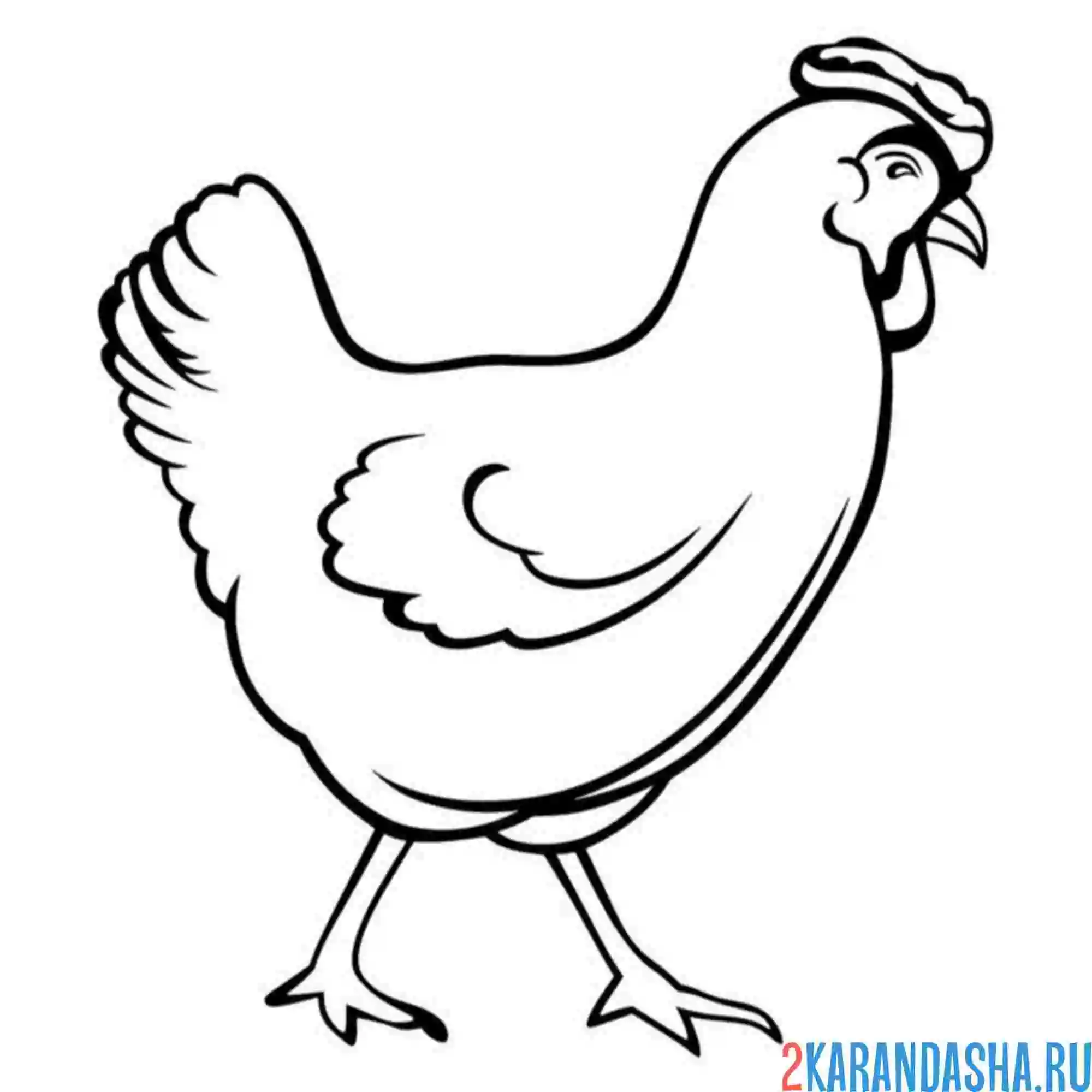 Раскраска курица белая