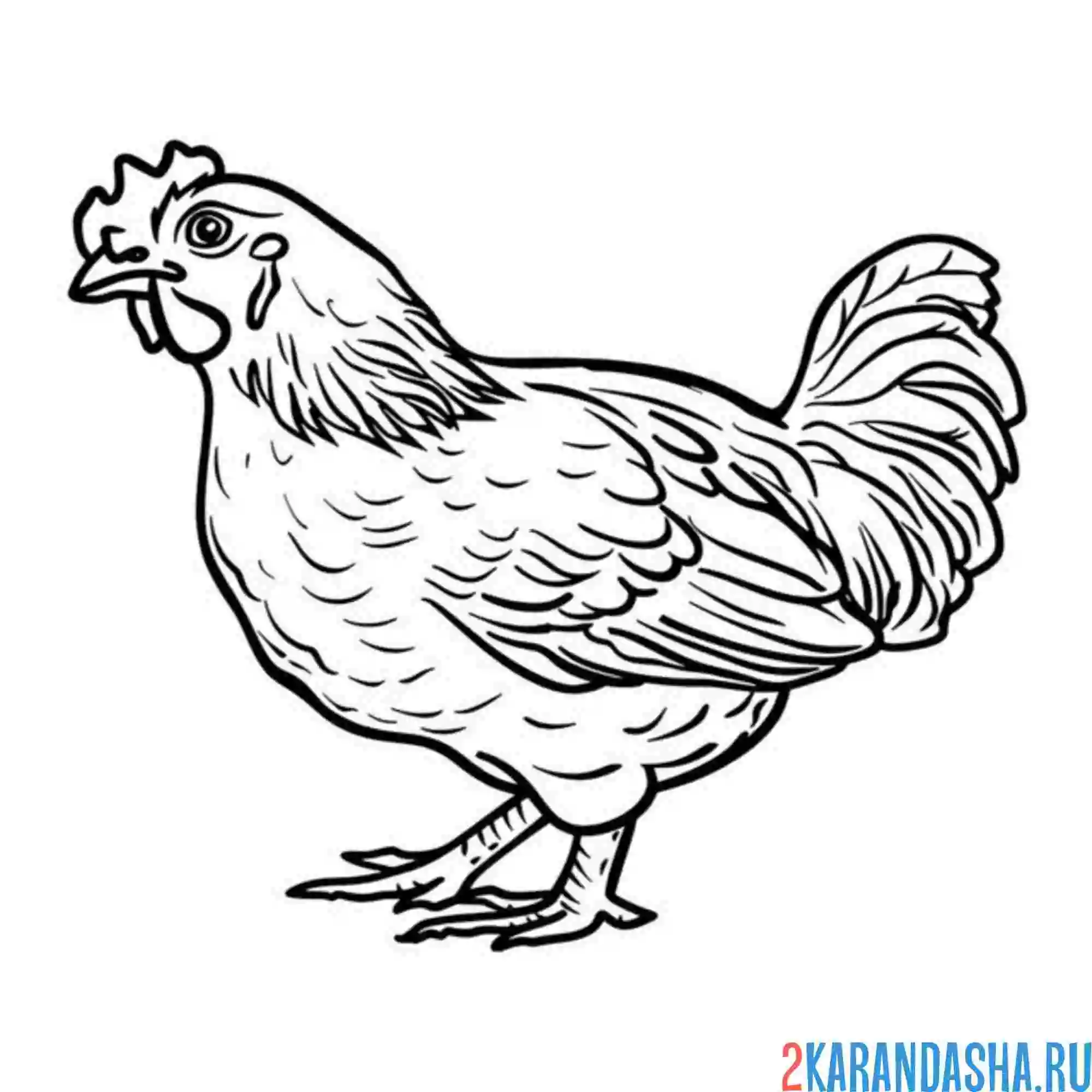 Раскраска курица смотрит