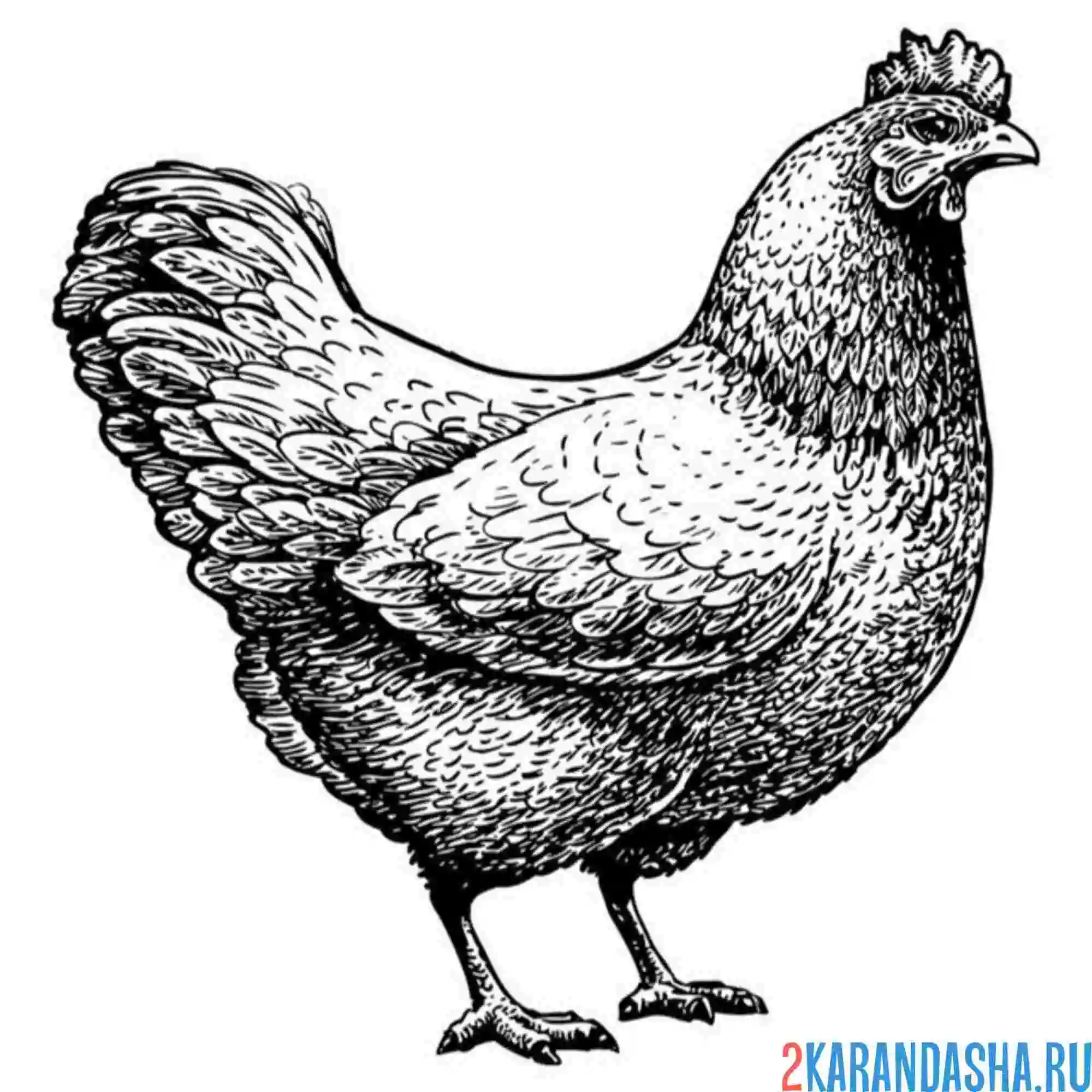 Раскраска настоящая курица