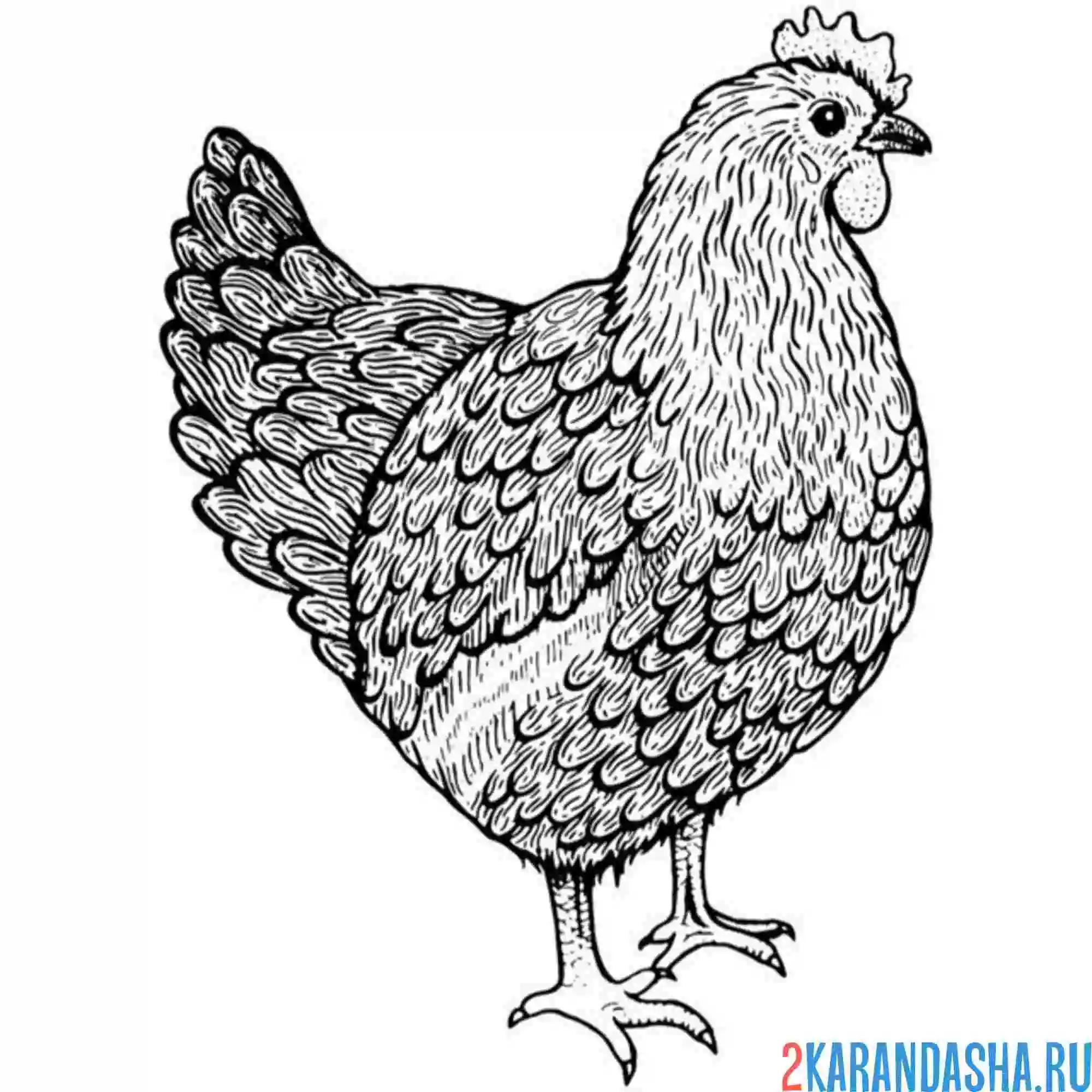 Раскраска курица фото живая