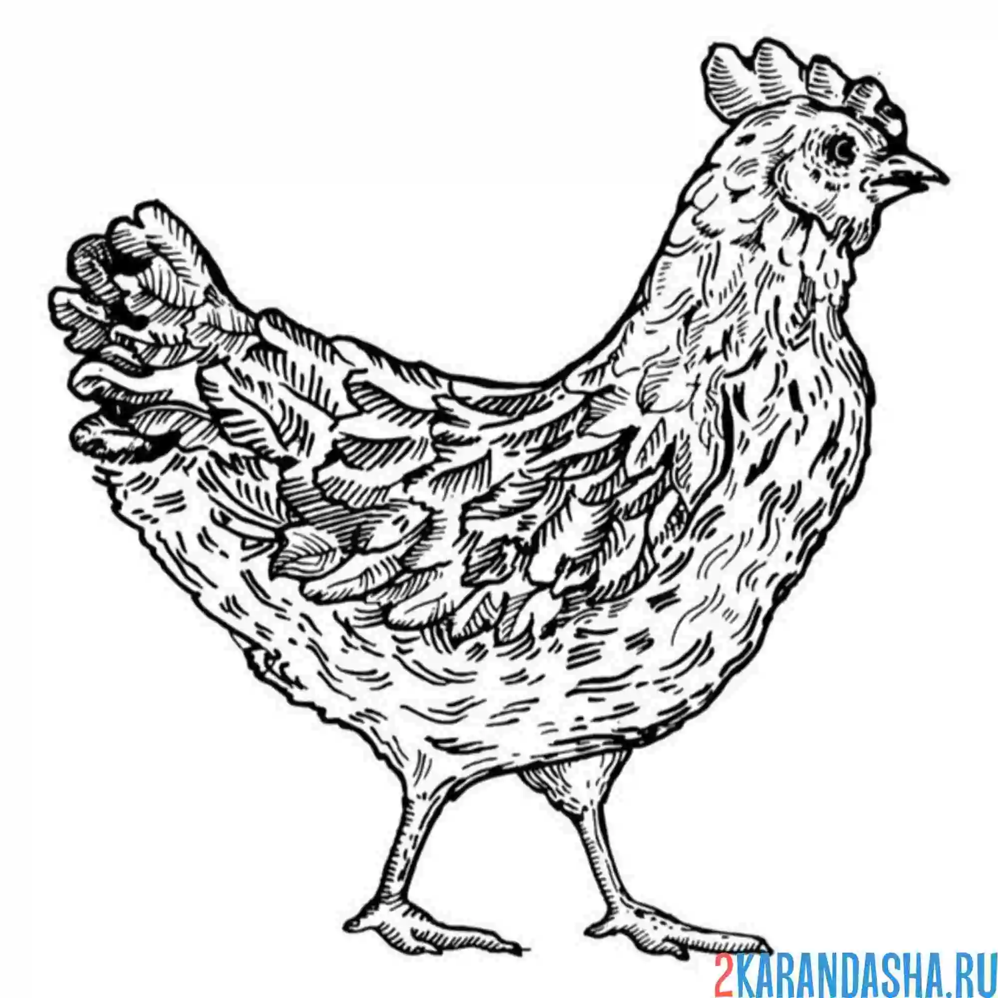 Раскраска курица гуляет по двору