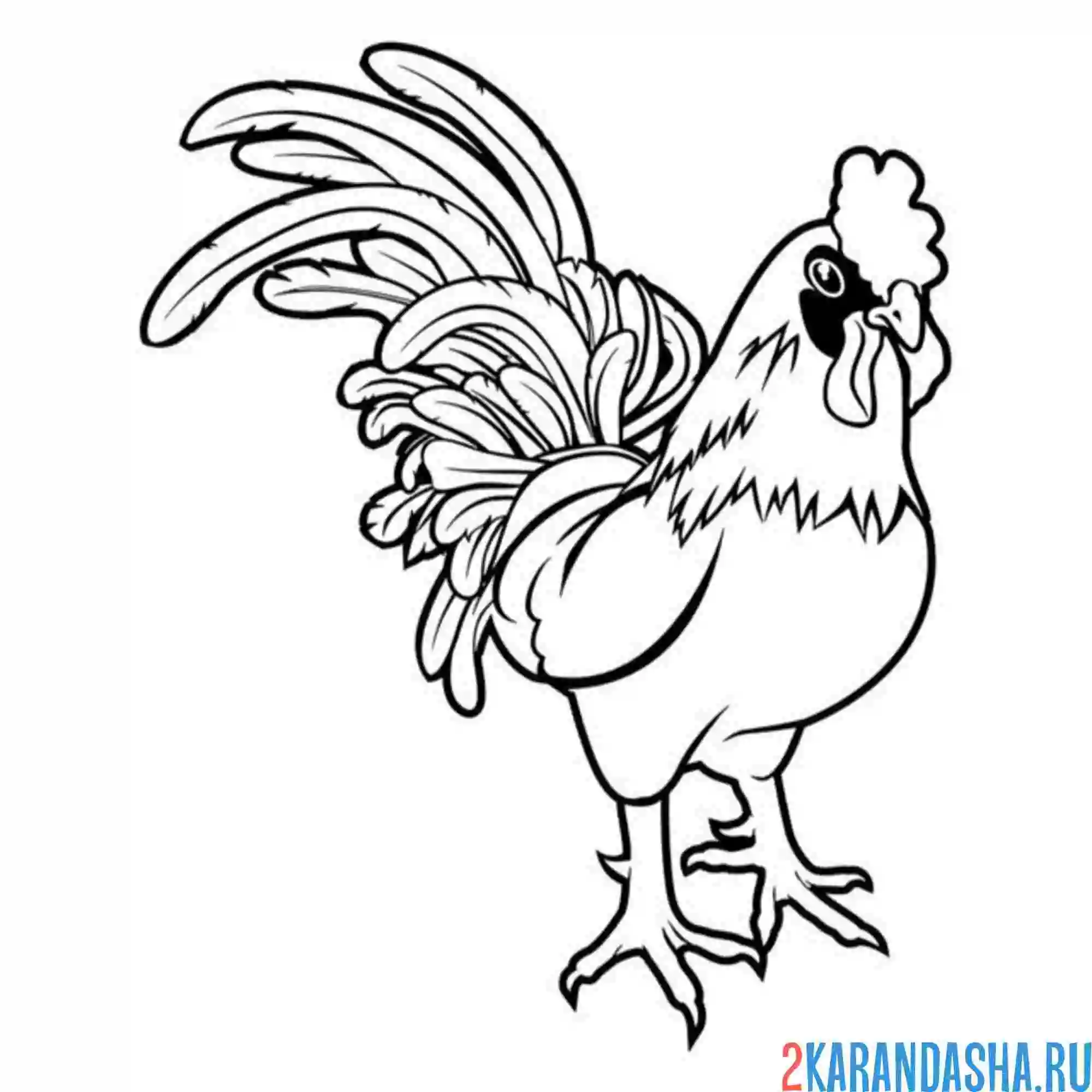 Раскраска петух красивый
