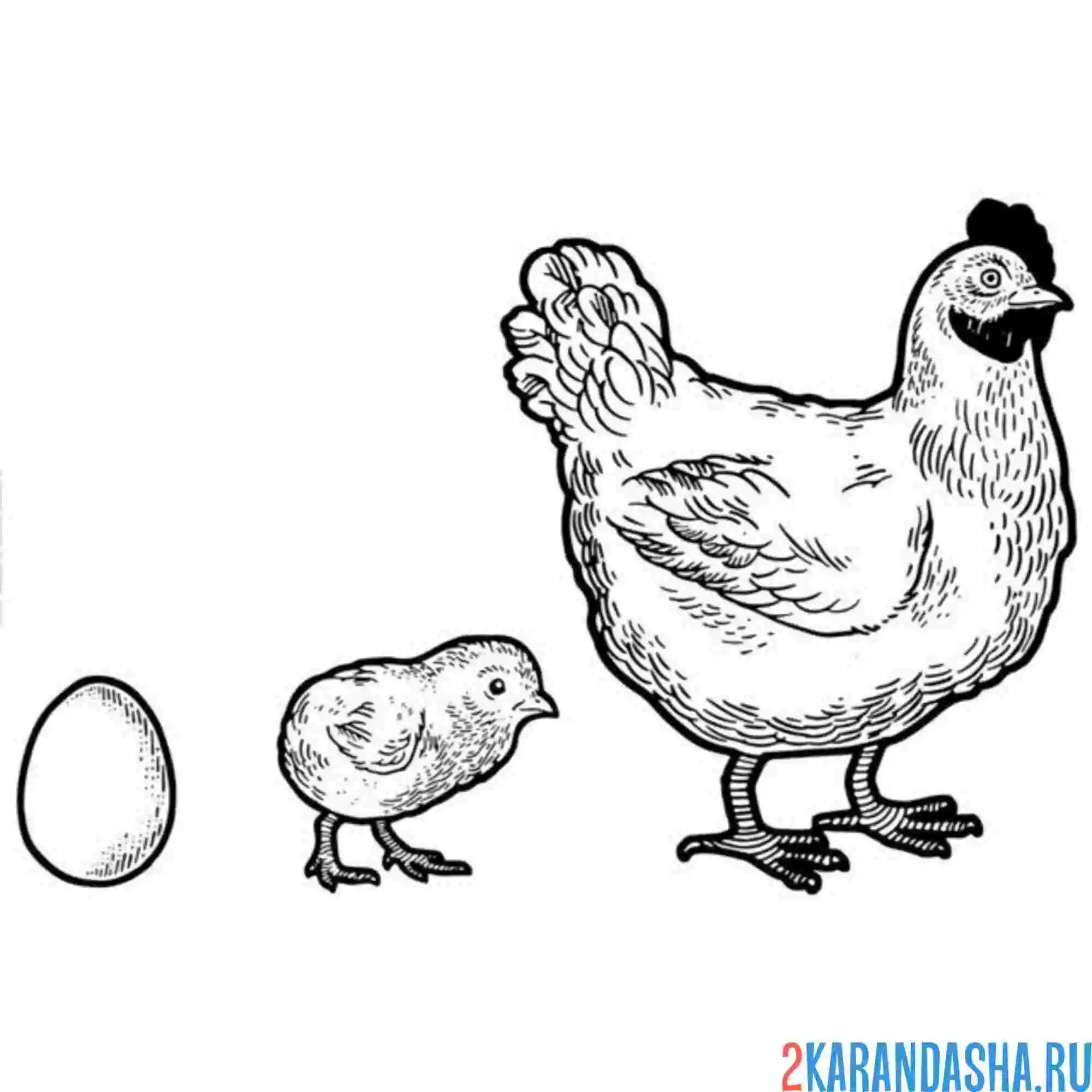 Раскраска яйцо цыпленок курица