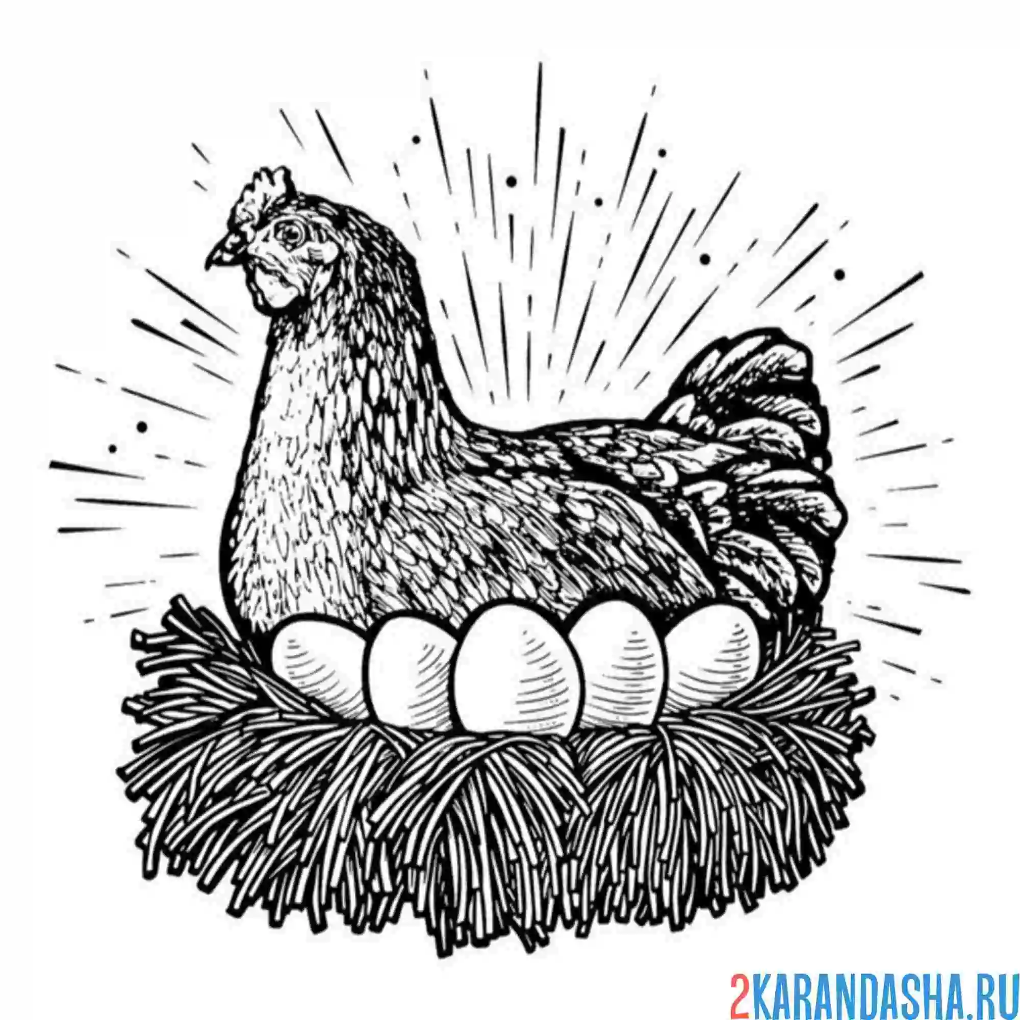 Раскраска курица снесла яйца