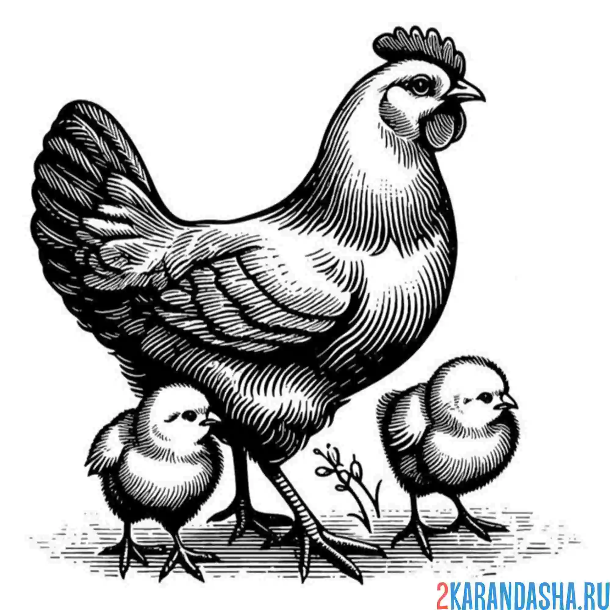 Раскраска курица и два цыпленка
