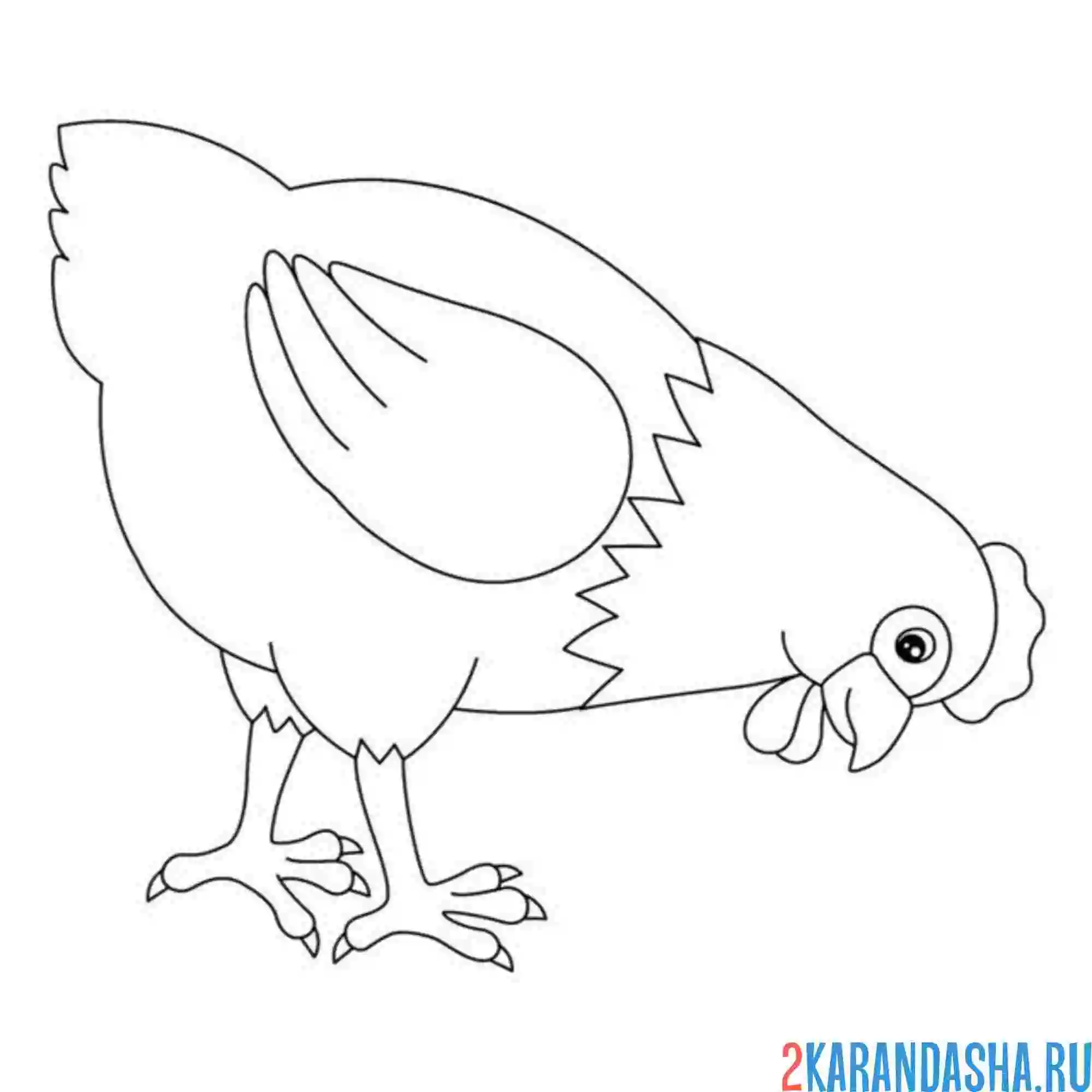 Раскраска курица клюет