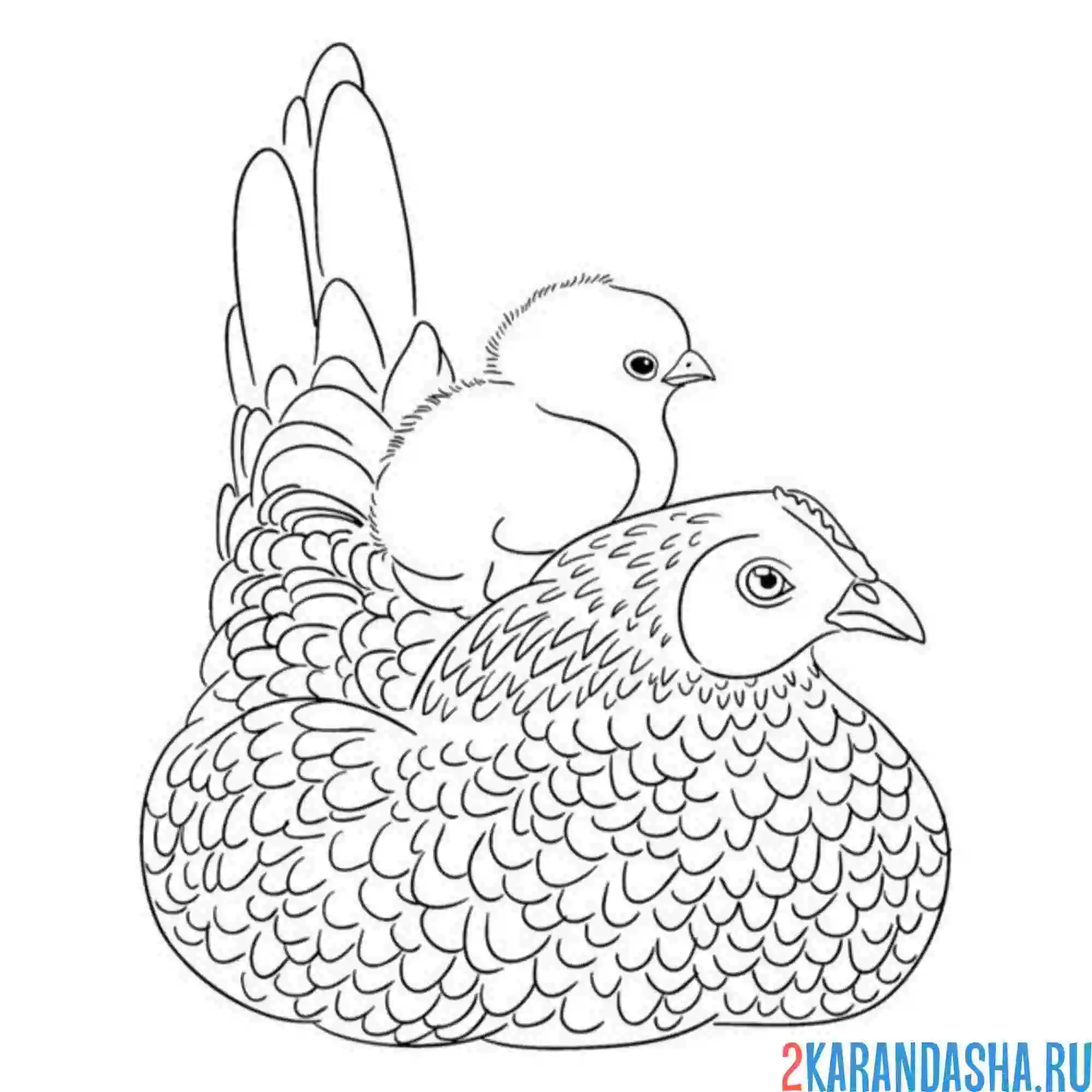 Раскраска мама курица и ее цыпленок