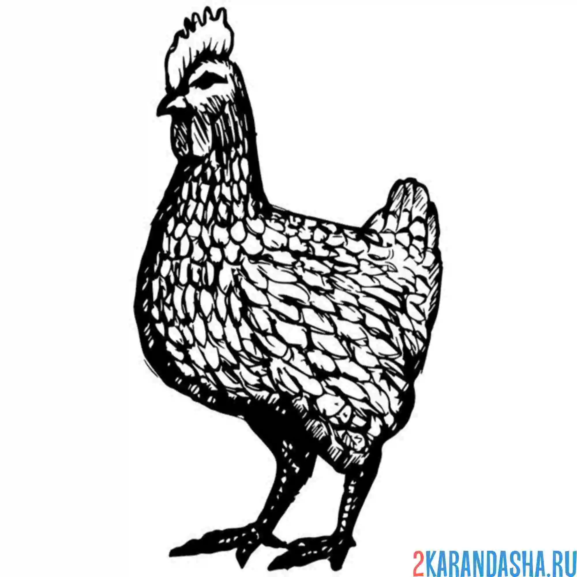 Раскраска курица важная