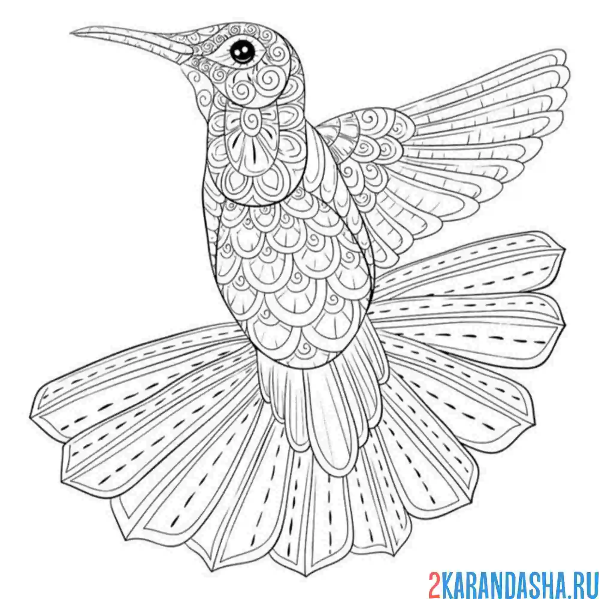 Раскраска птица колибри антистресс