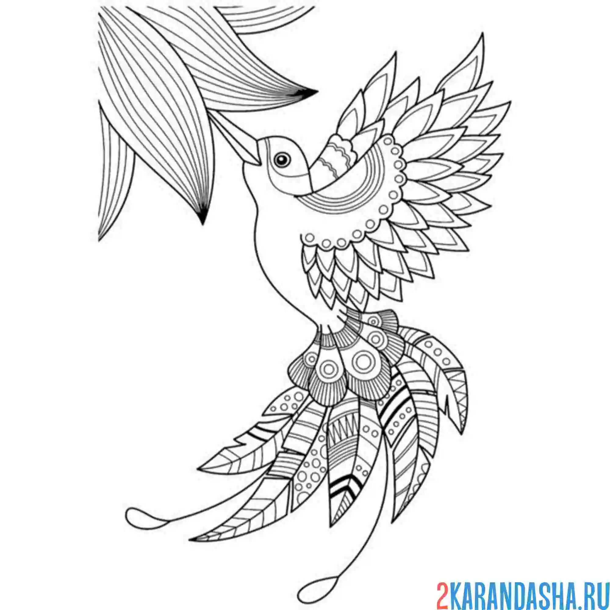 Раскраска красивая птица колибри