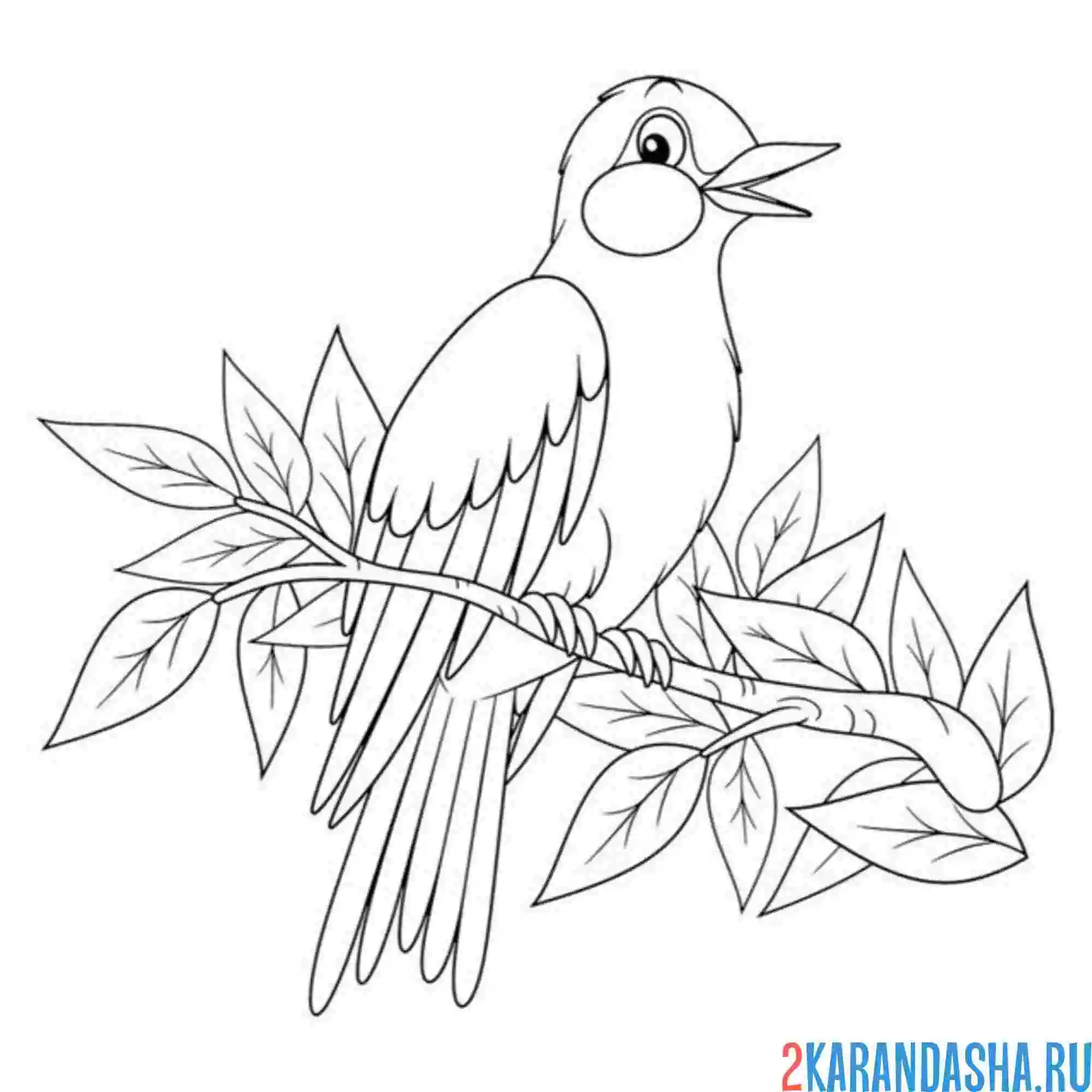 Раскраска птица иволга