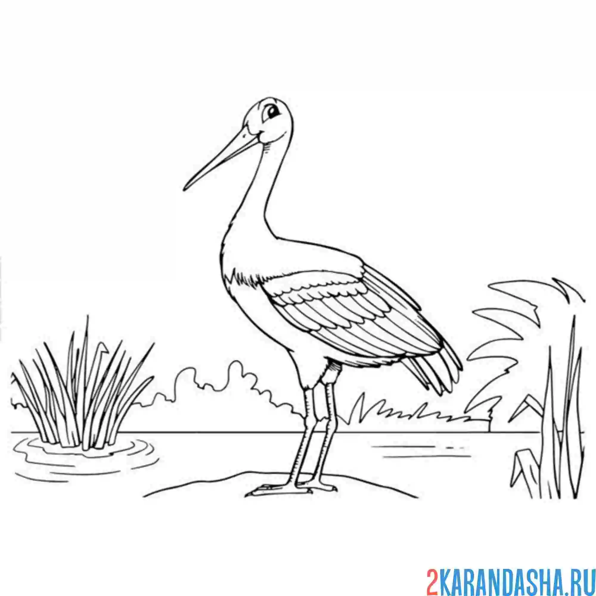 Раскраска аист у реки
