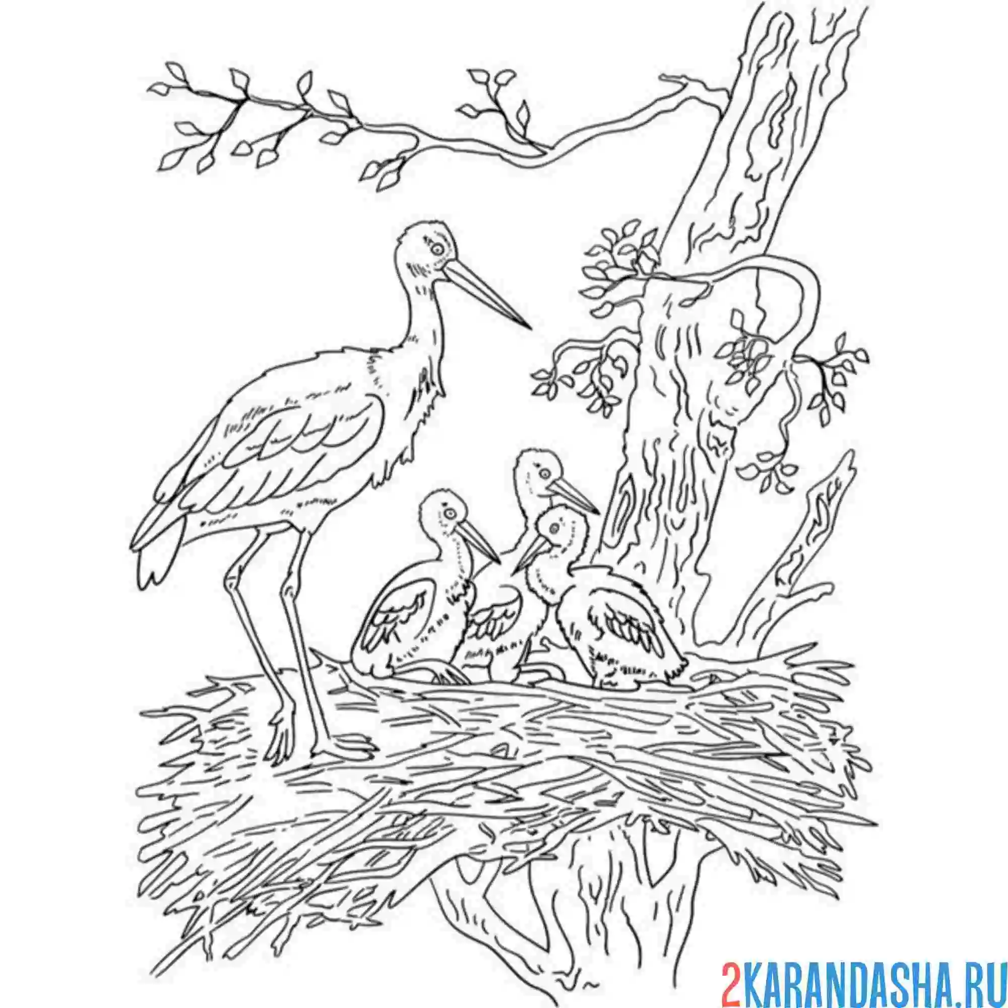 Раскраска аист гнездо и птены