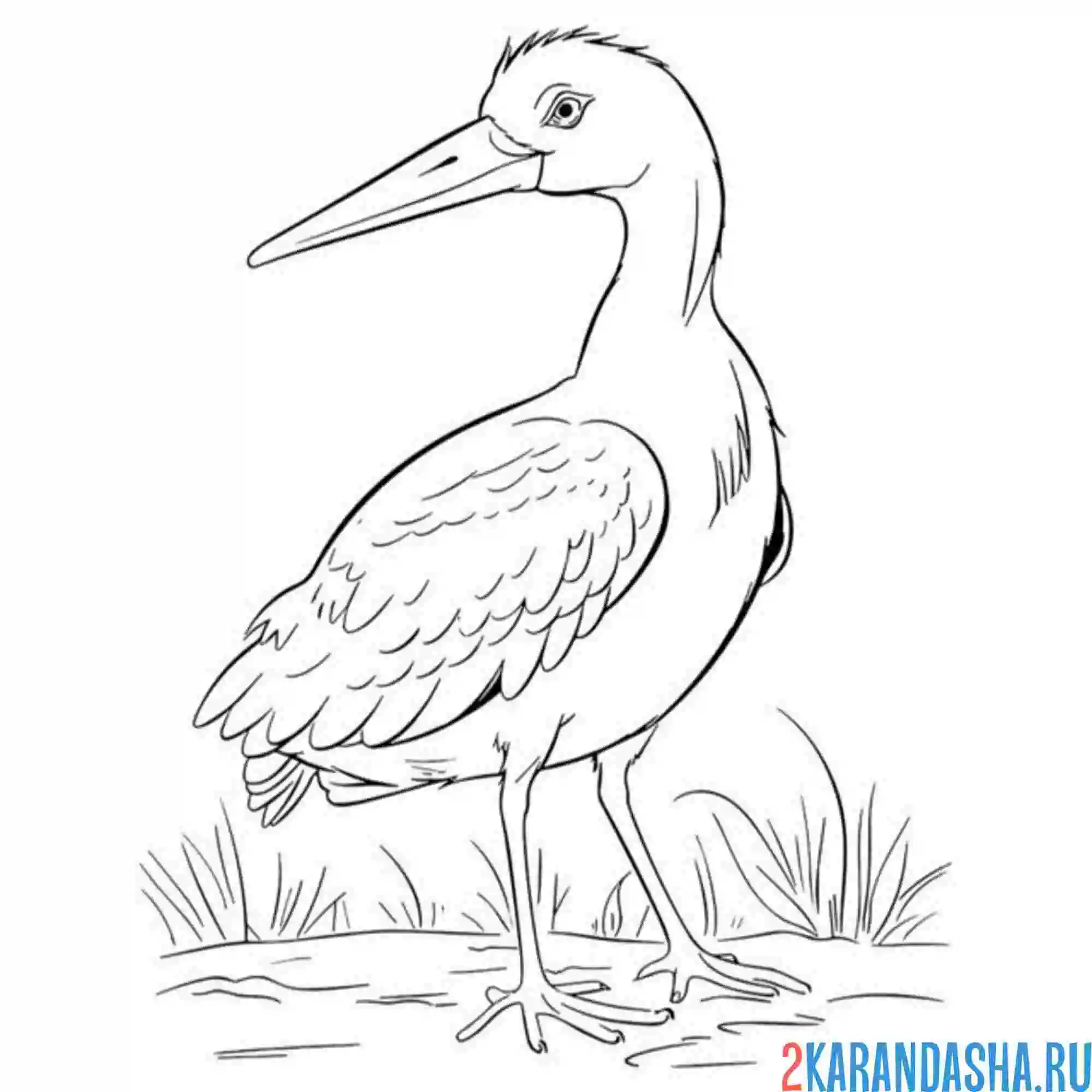 Раскраска аист один