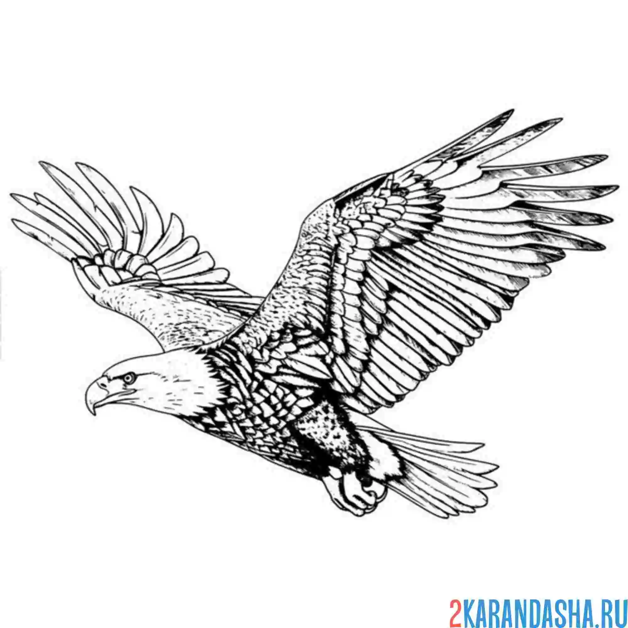 Раскраска орел настоящий