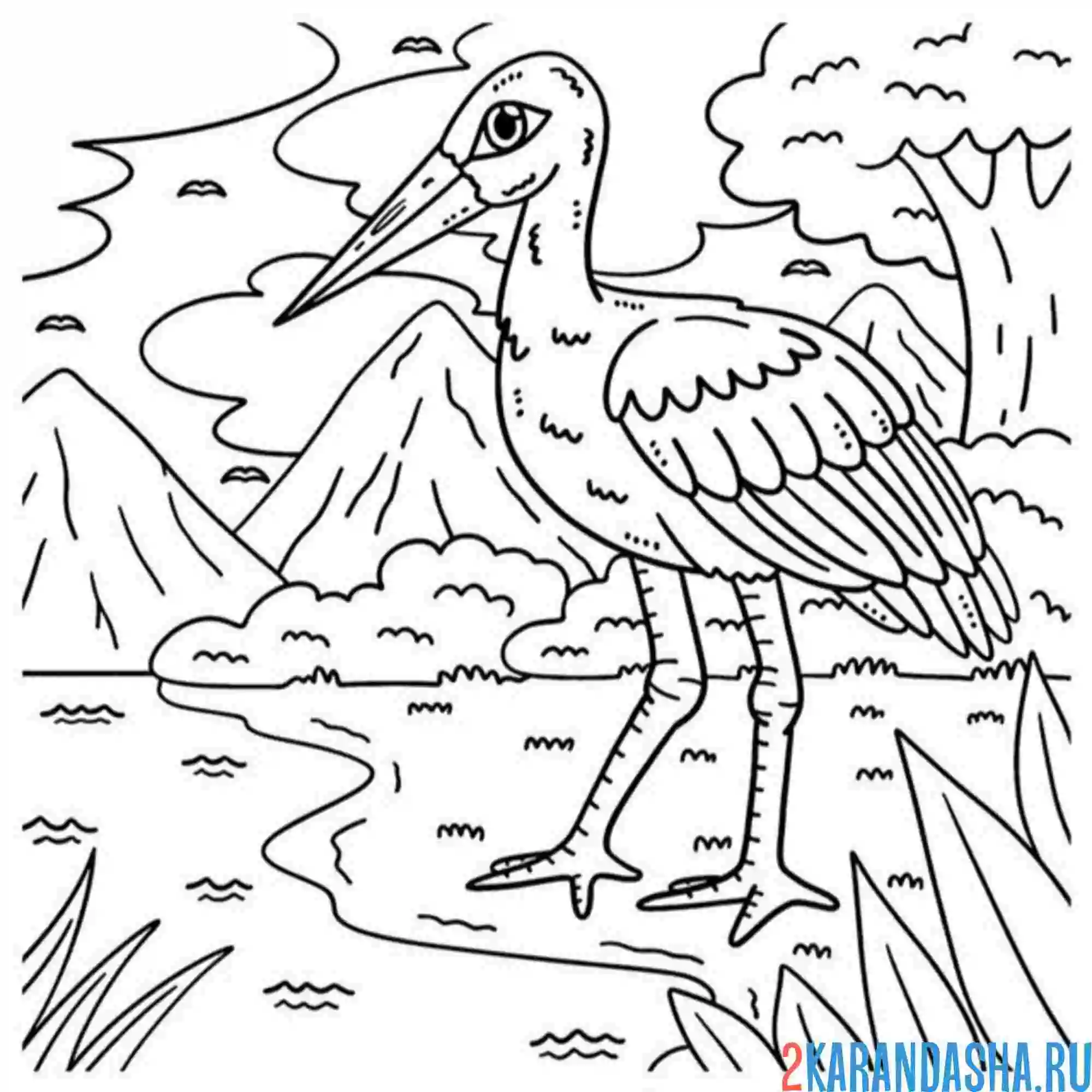 Раскраска аист дикий