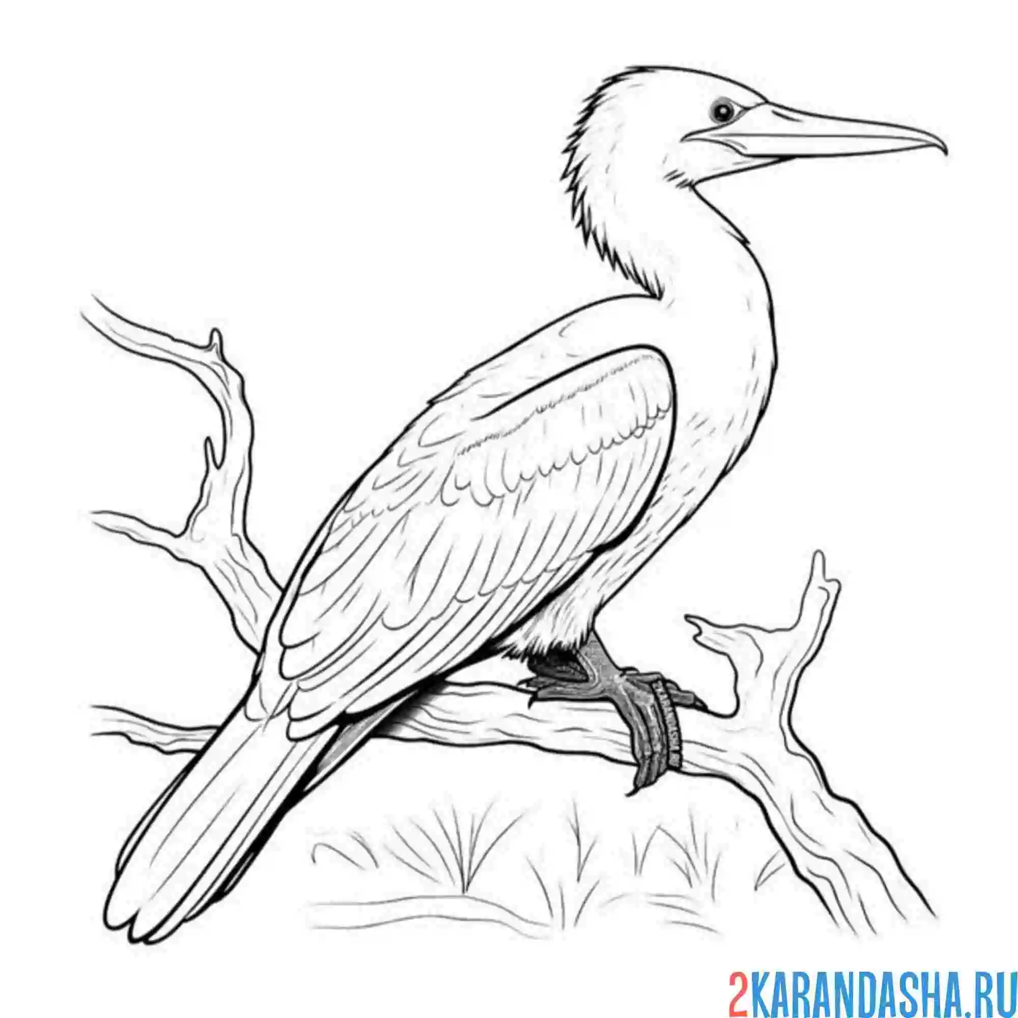 Раскраска баклан птица