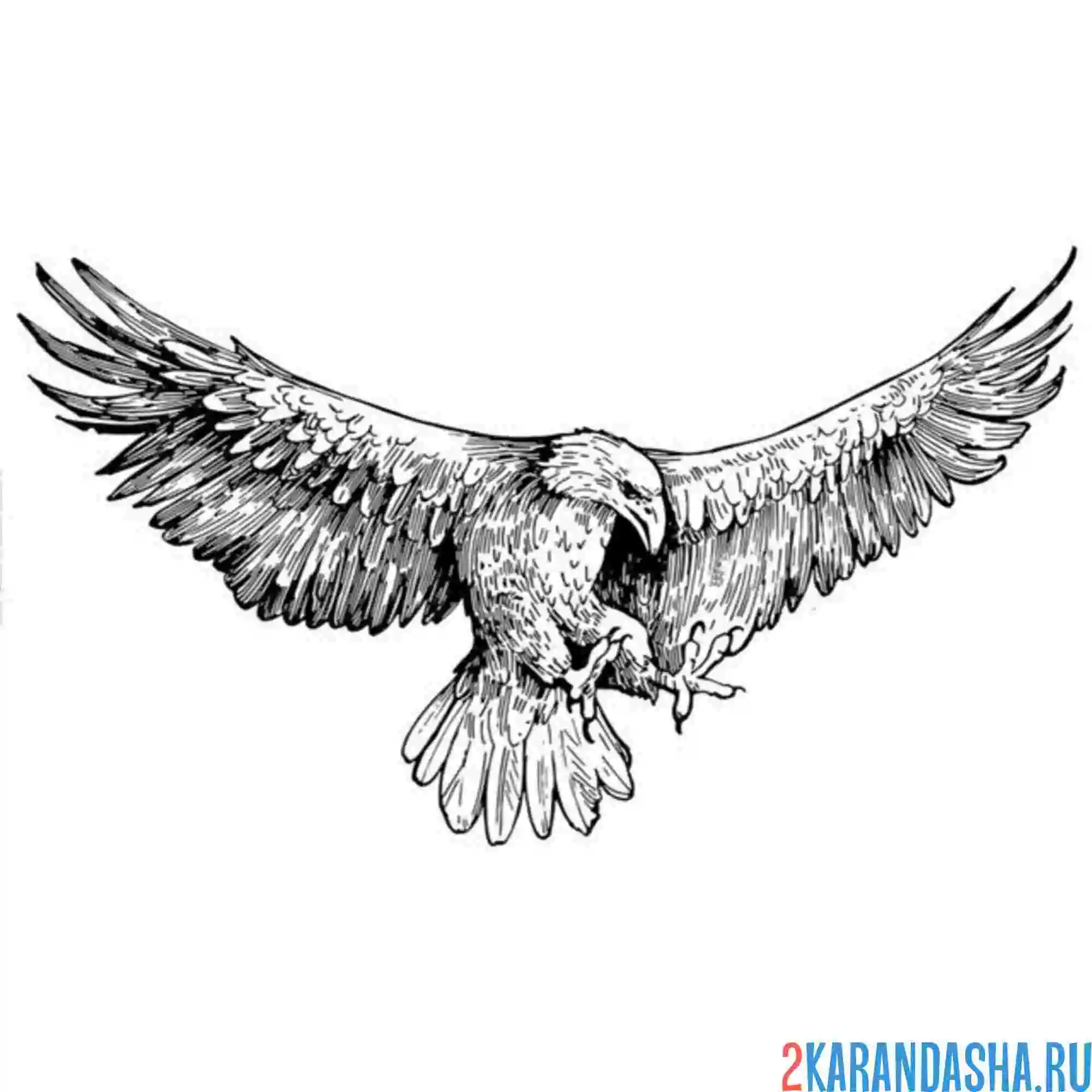 Раскраска орел на охоте