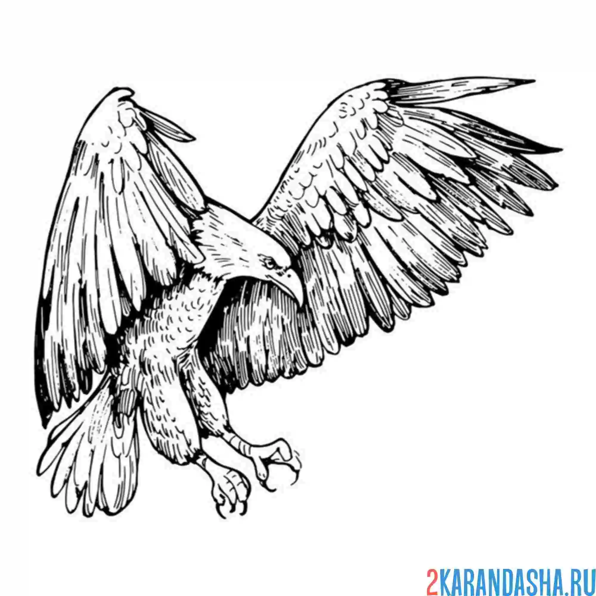 Раскраска орел приземляется