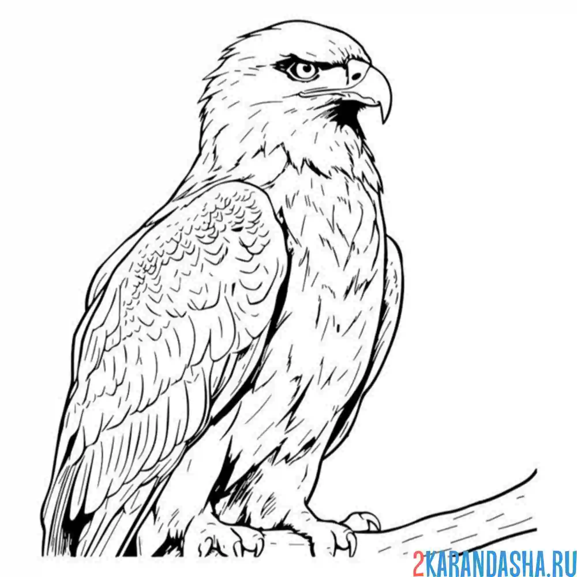 Раскраска суровый орел