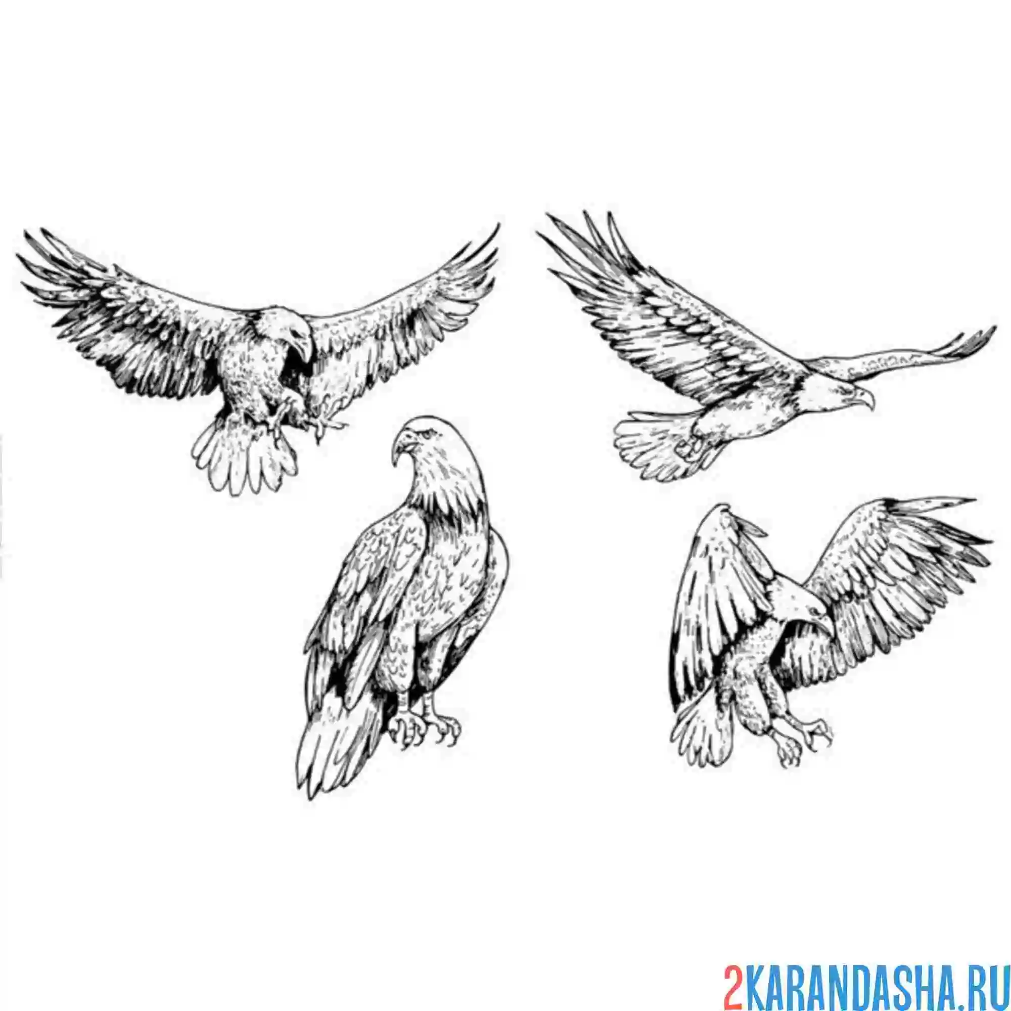 Раскраска орел позы