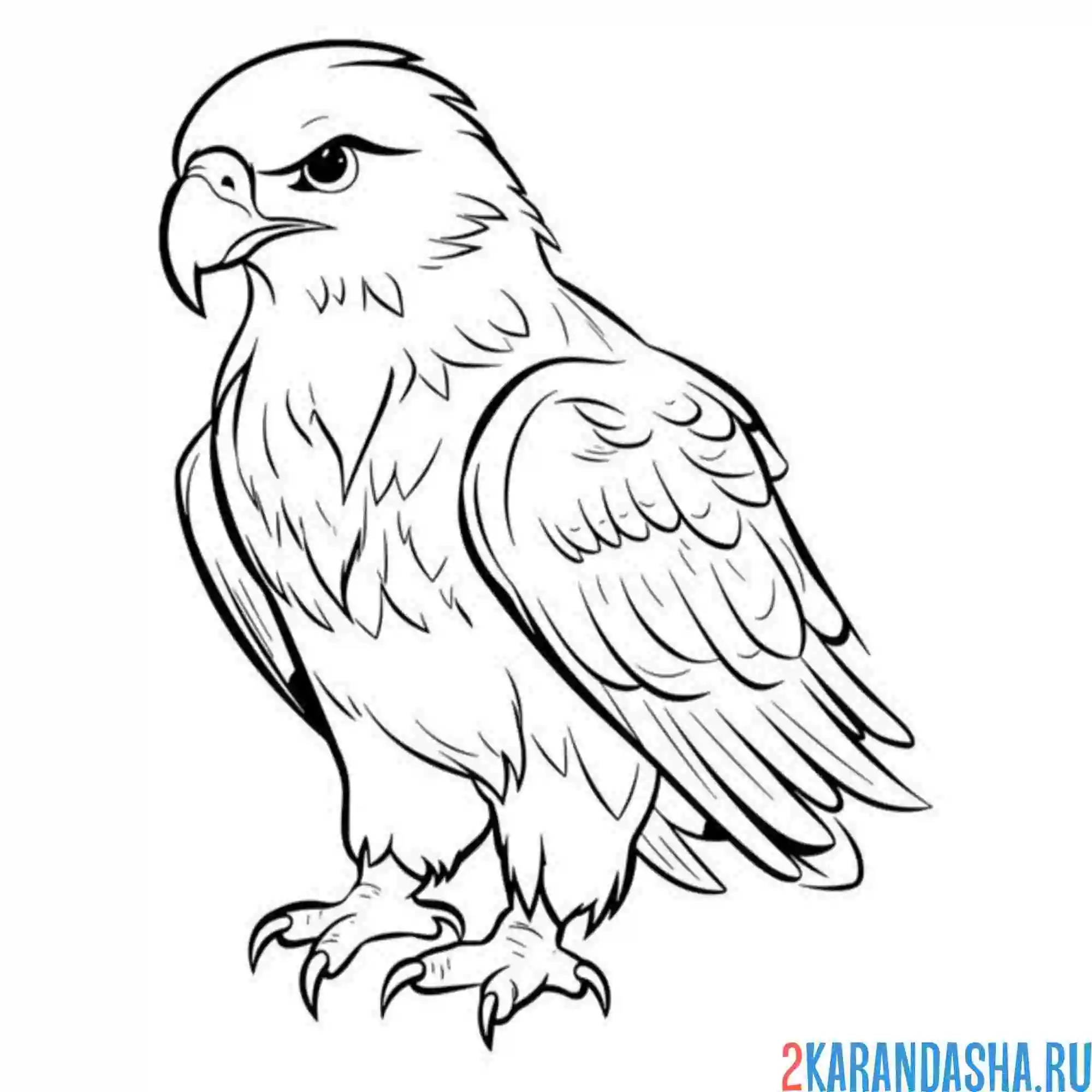 Раскраска хищник орел
