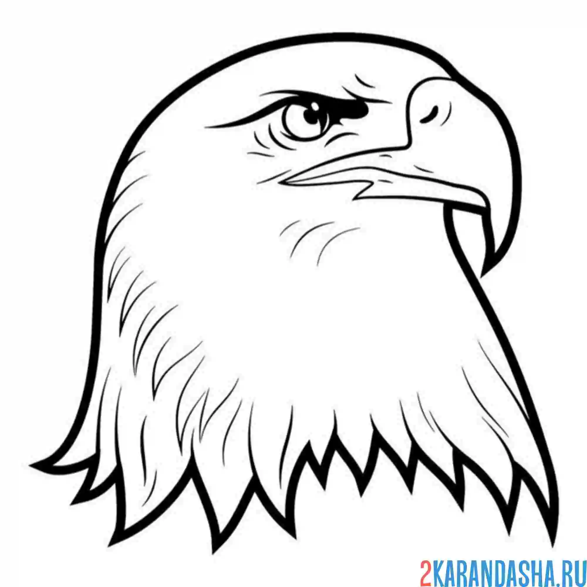 Раскраска голова орла