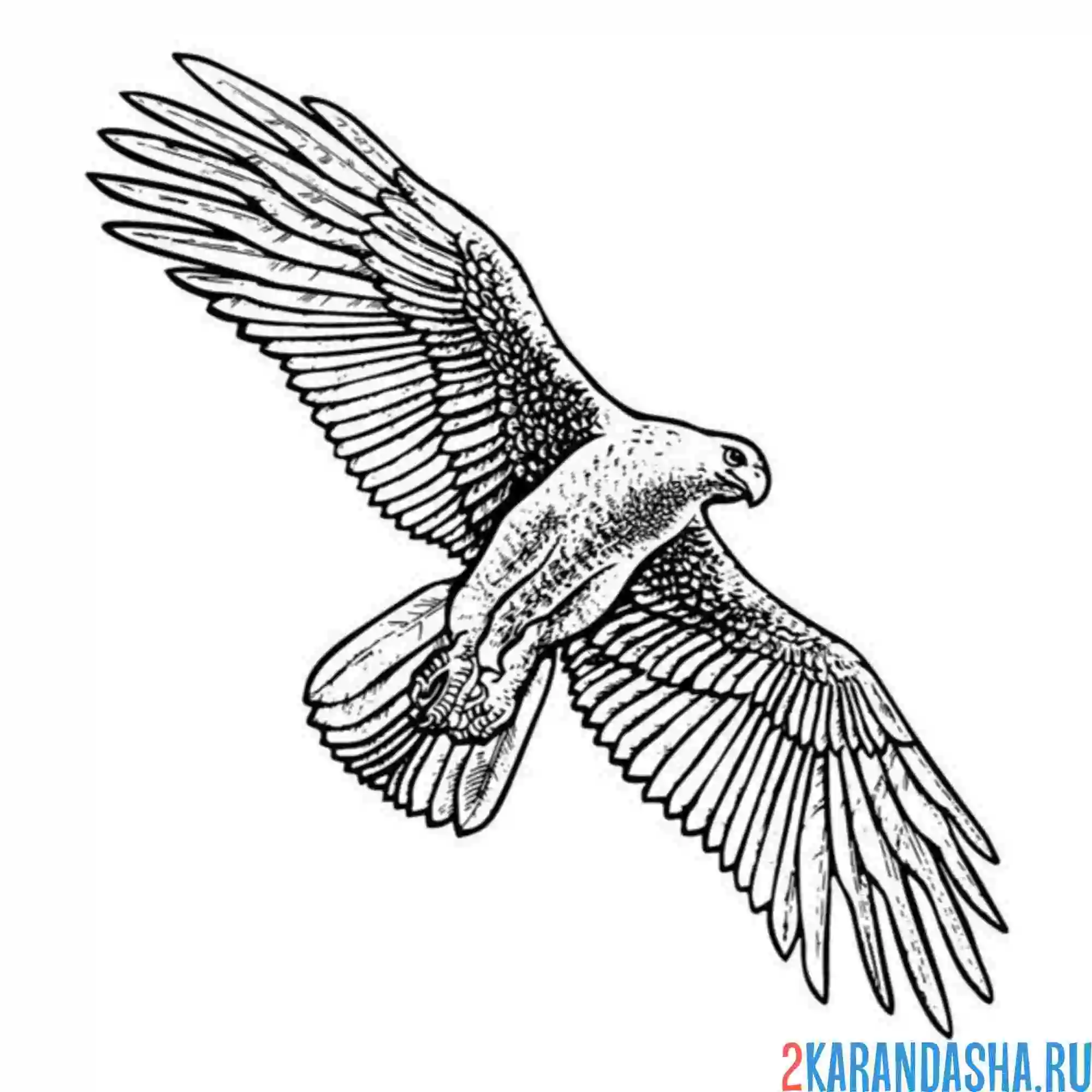 Раскраска орел кружит