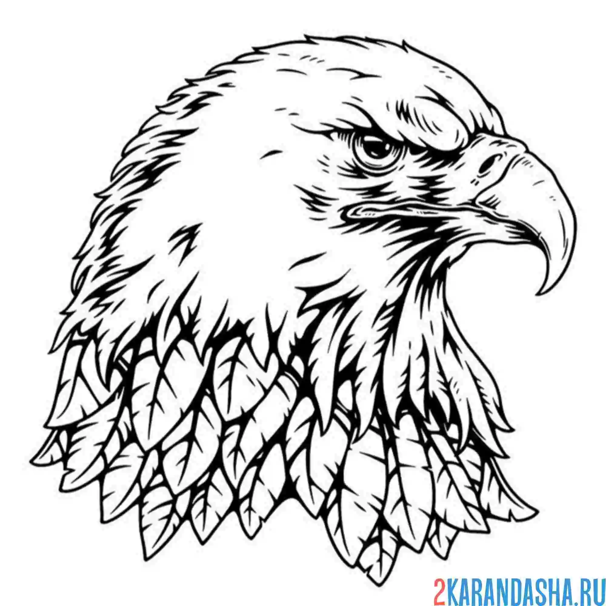 Раскраска серьезный и опасный орел