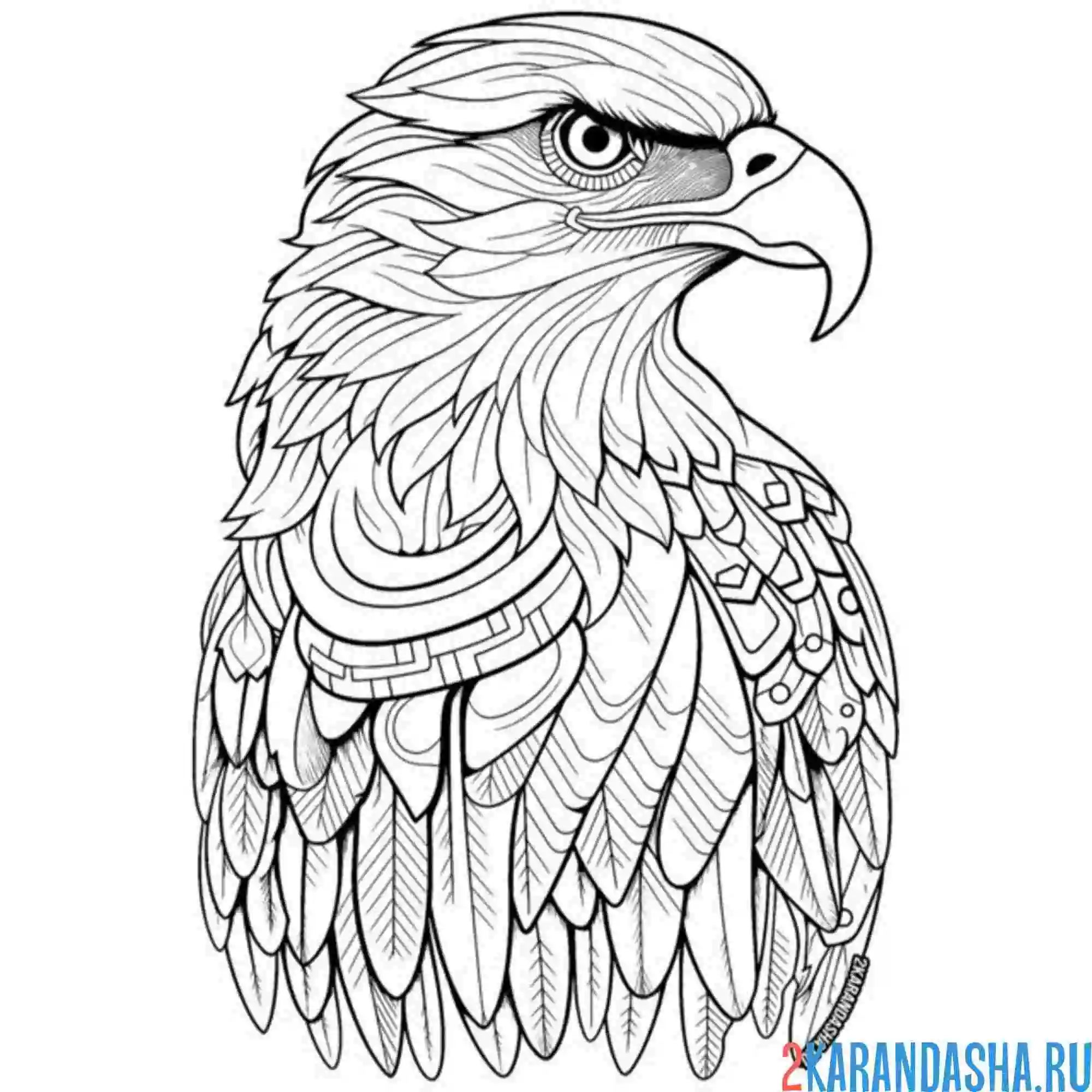 Раскраска орел голова клюв