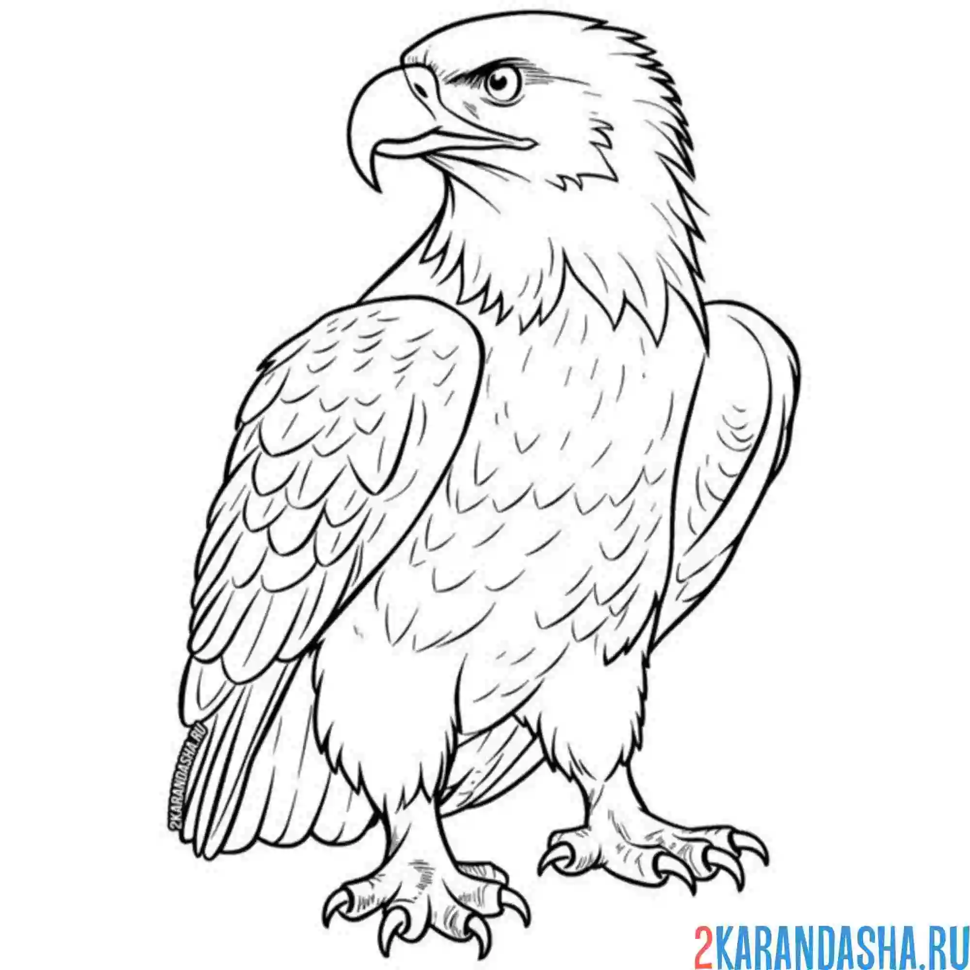 Раскраска грозный орел