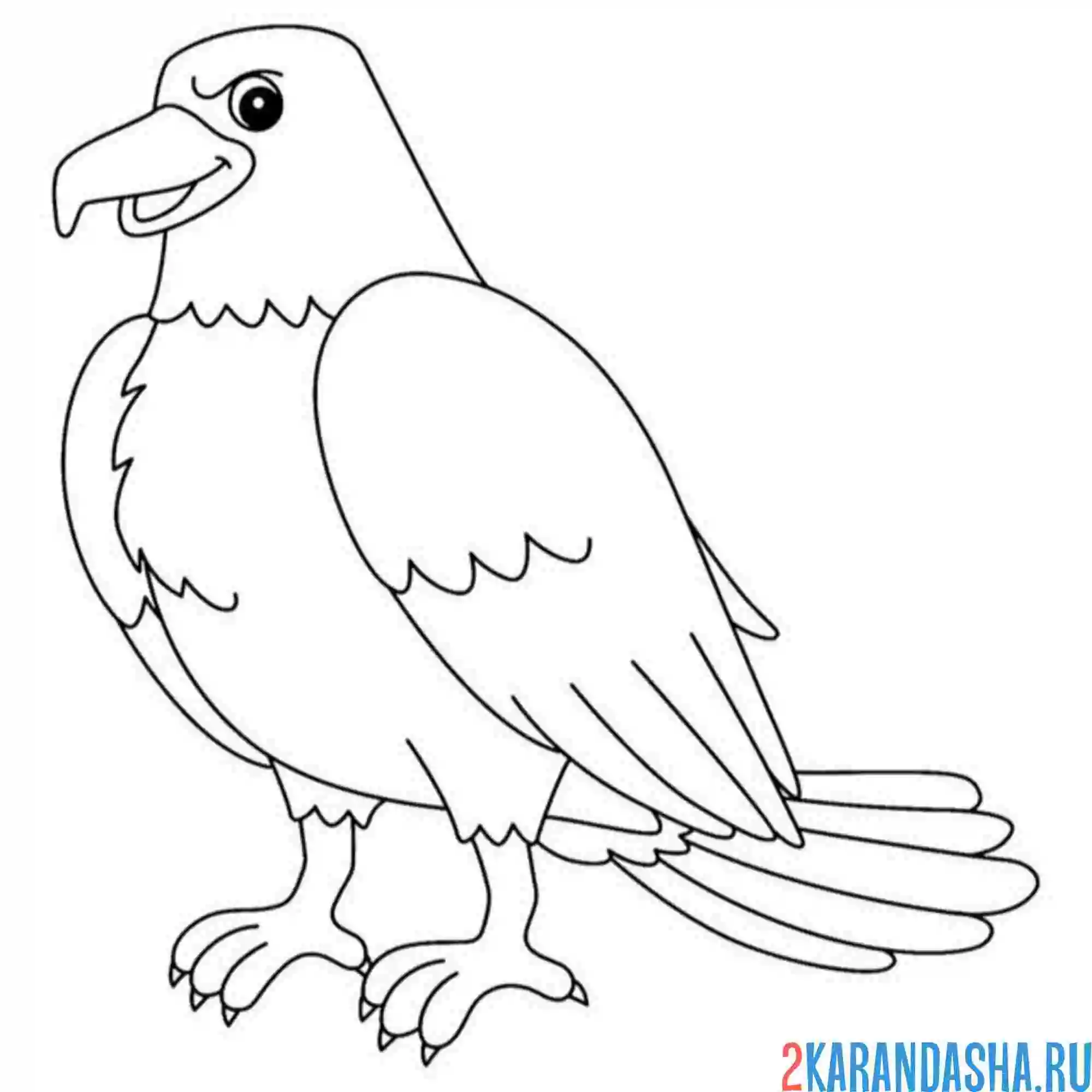 Раскраска орел самец