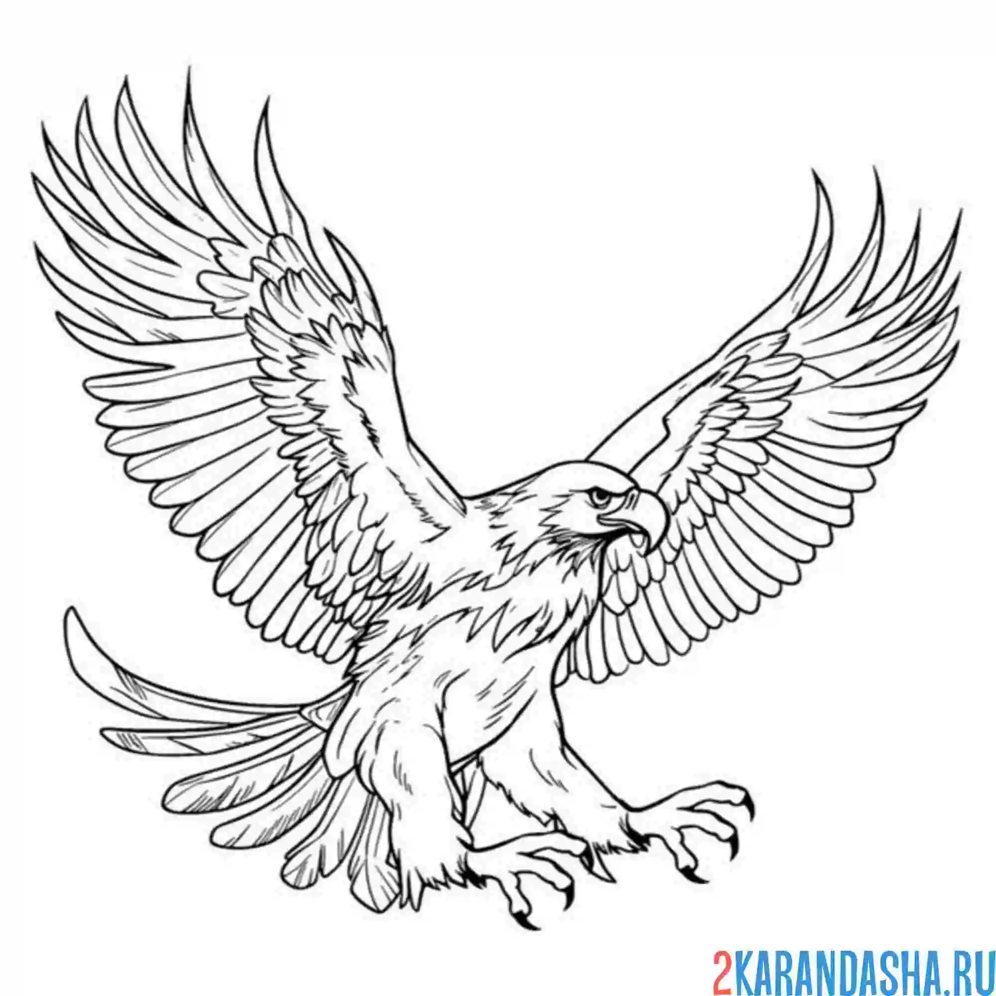 Раскраска орел сильная птица