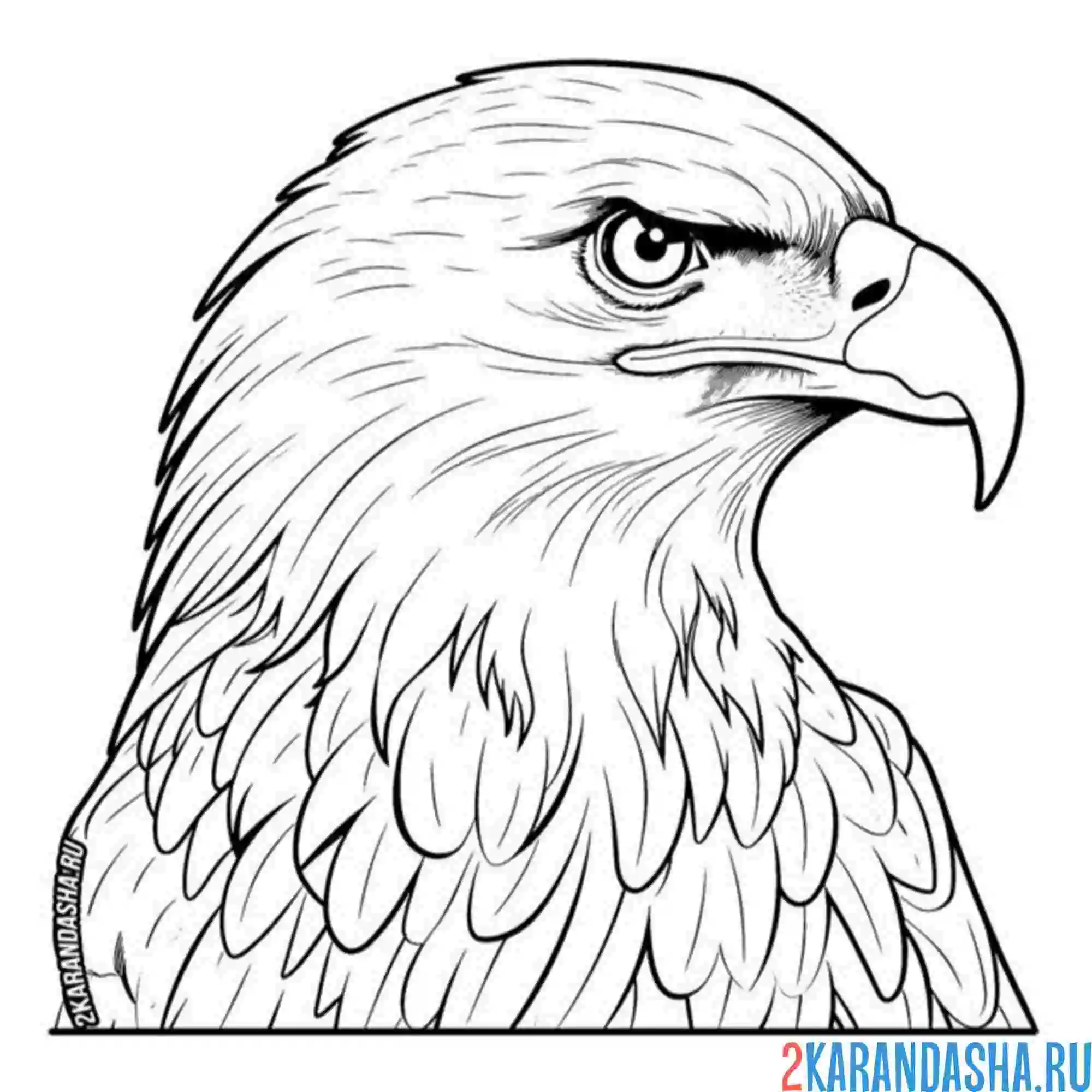 Раскраска красивая голова орла