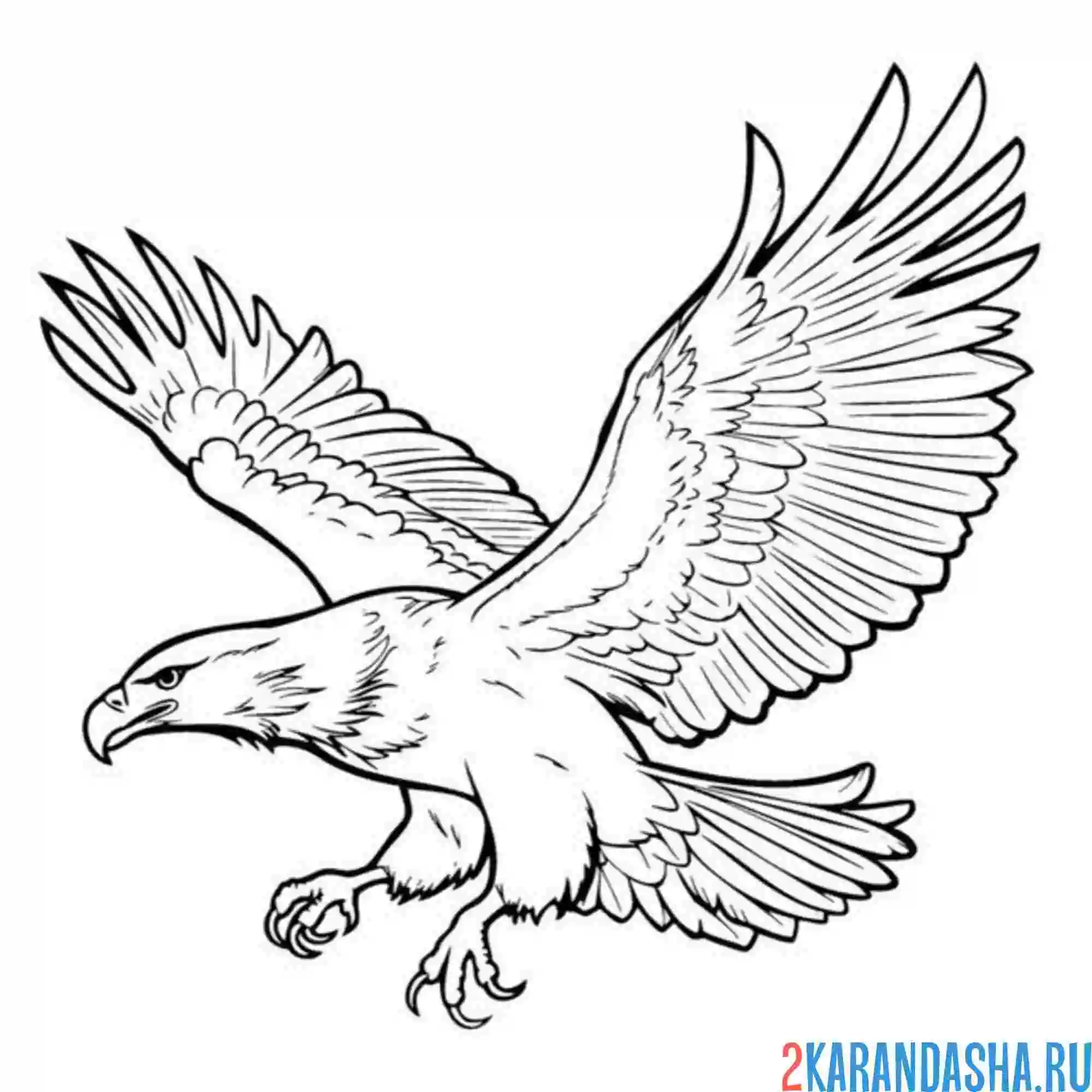 Раскраска орел охотится
