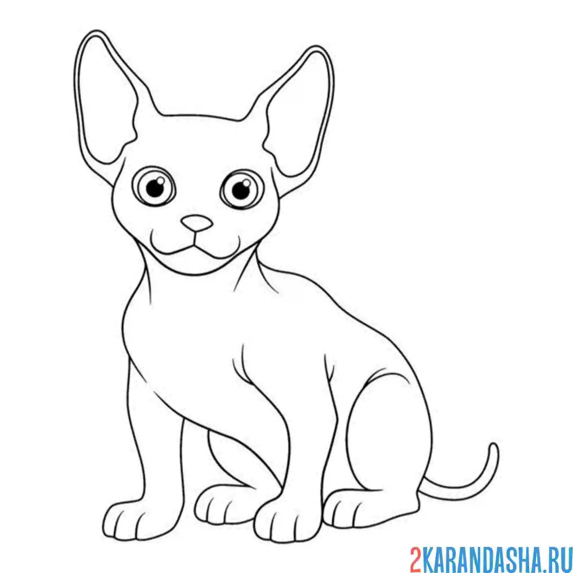 Раскраска котенок сфинкс