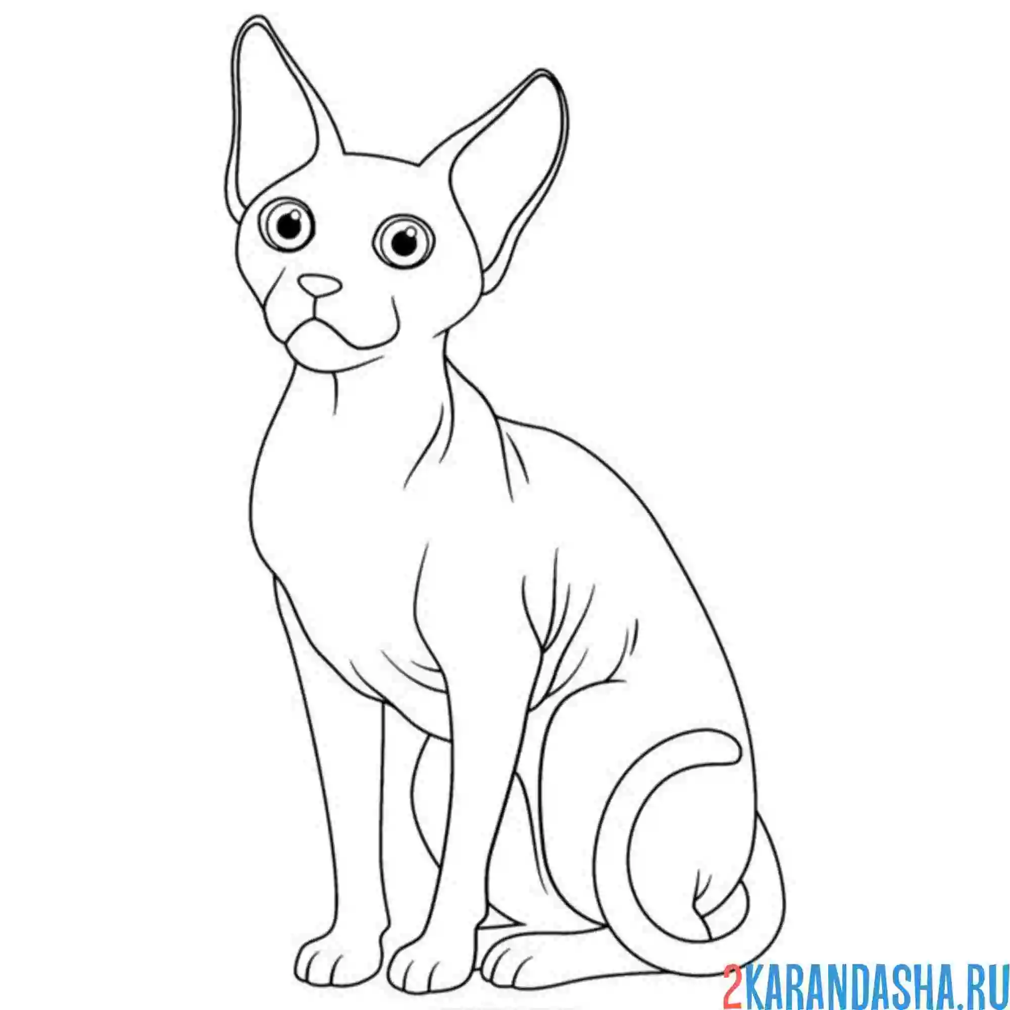 Раскраска кот сфинкс