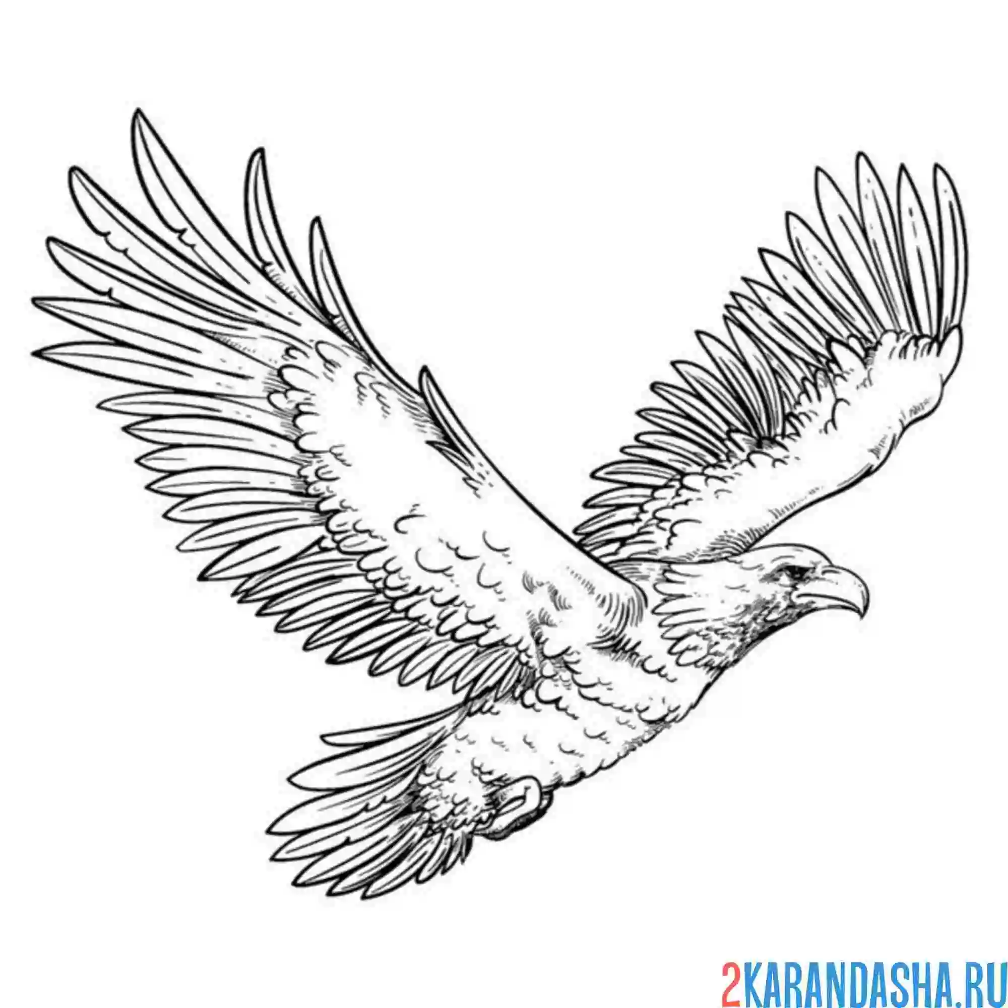 Раскраска орел кружится