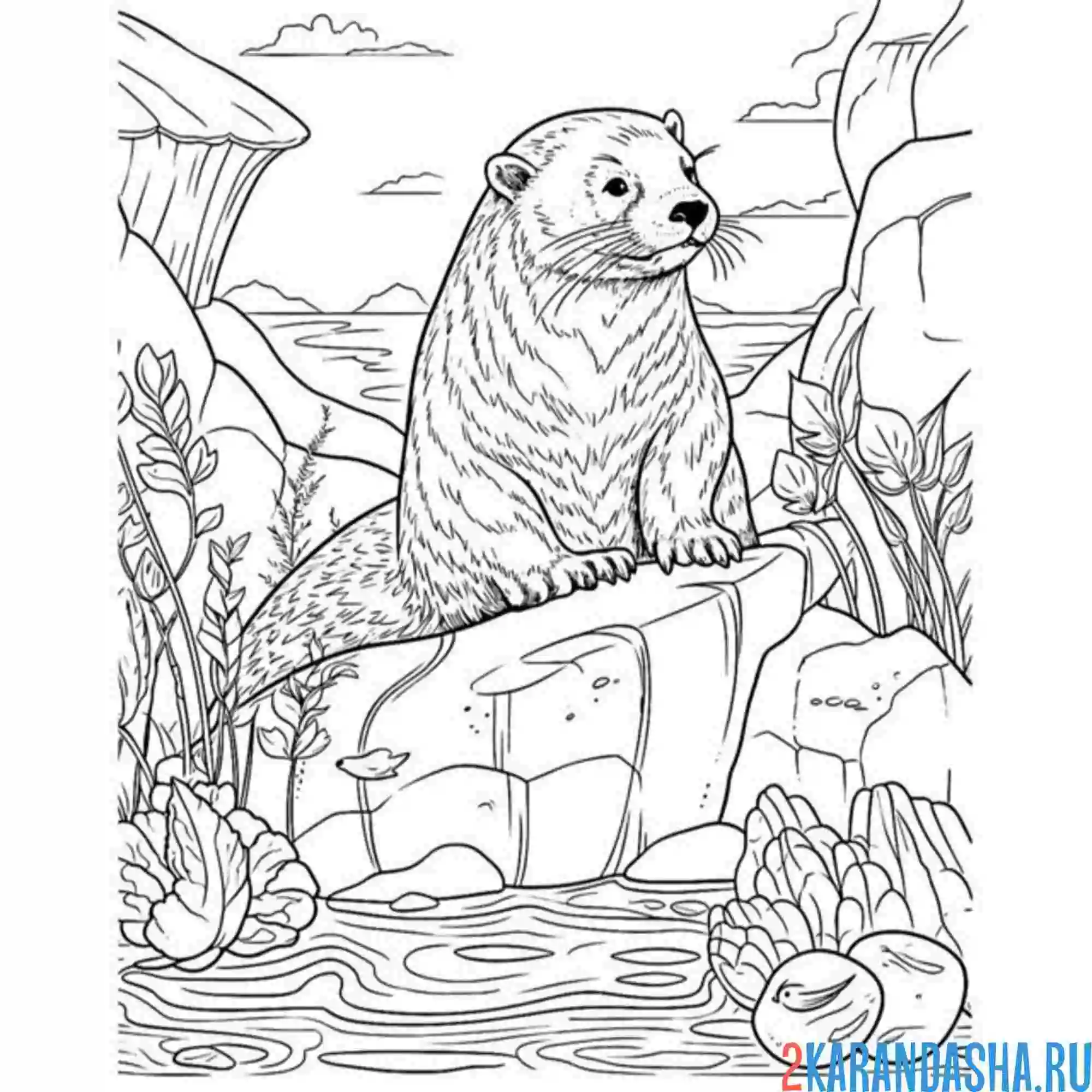 Раскраска морской котик зоопарк