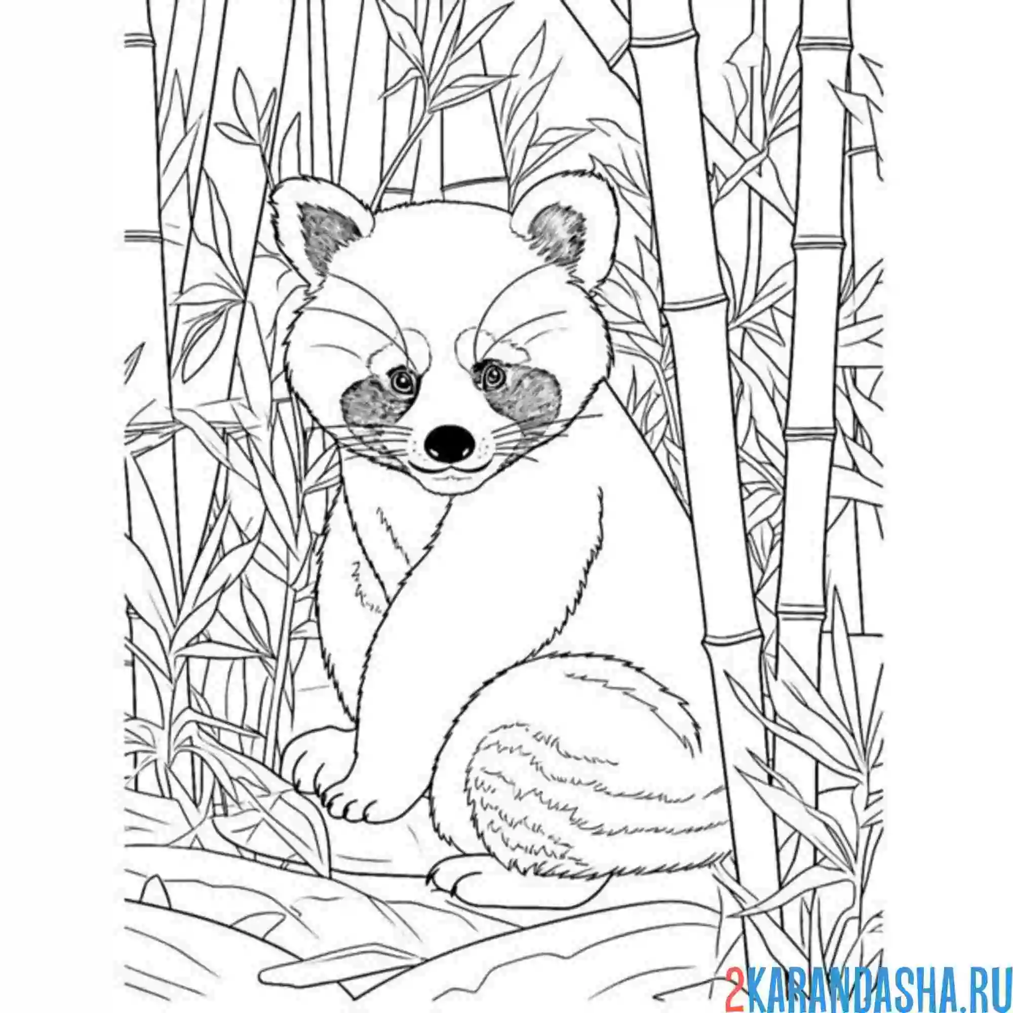 Раскраска красная панда зоопарк