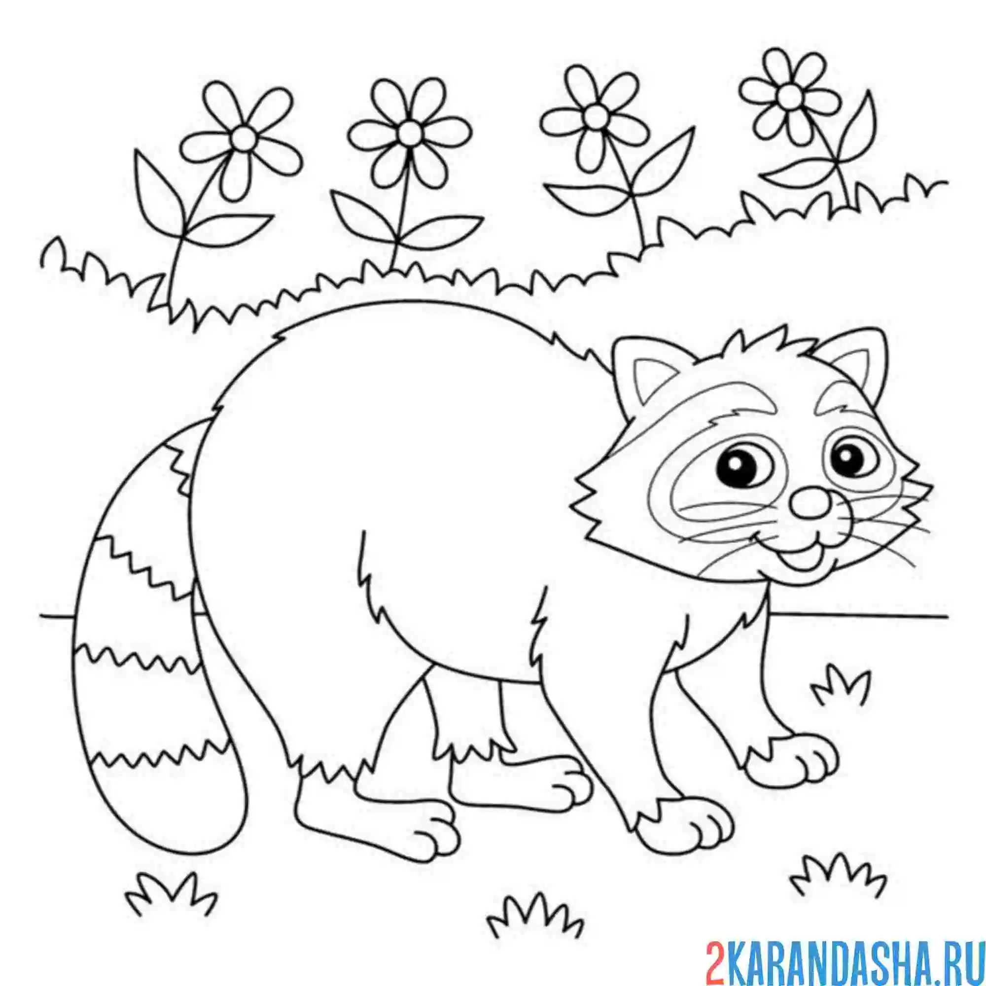 Раскраска енот зоопарк