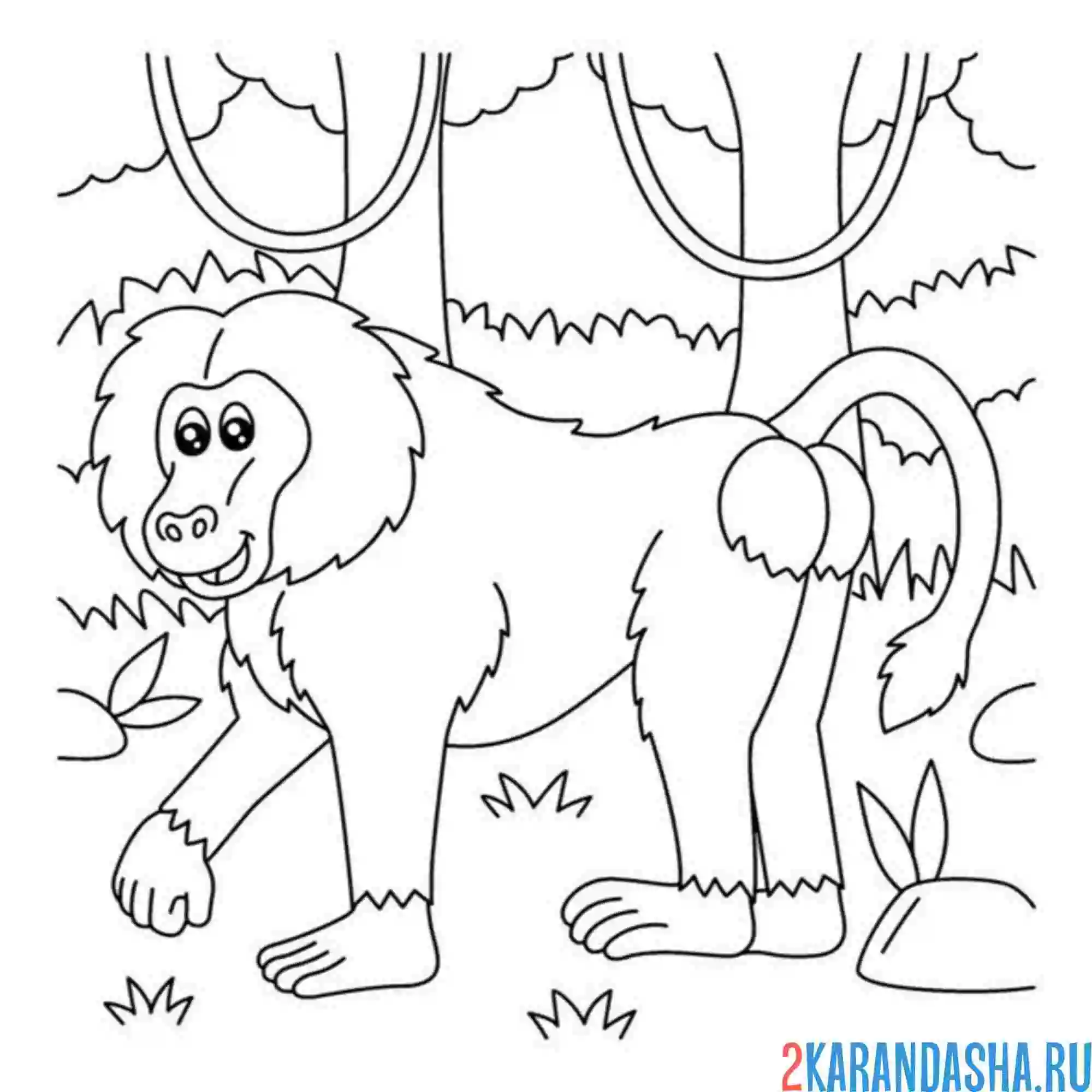 Раскраска бабуин из зоопарка