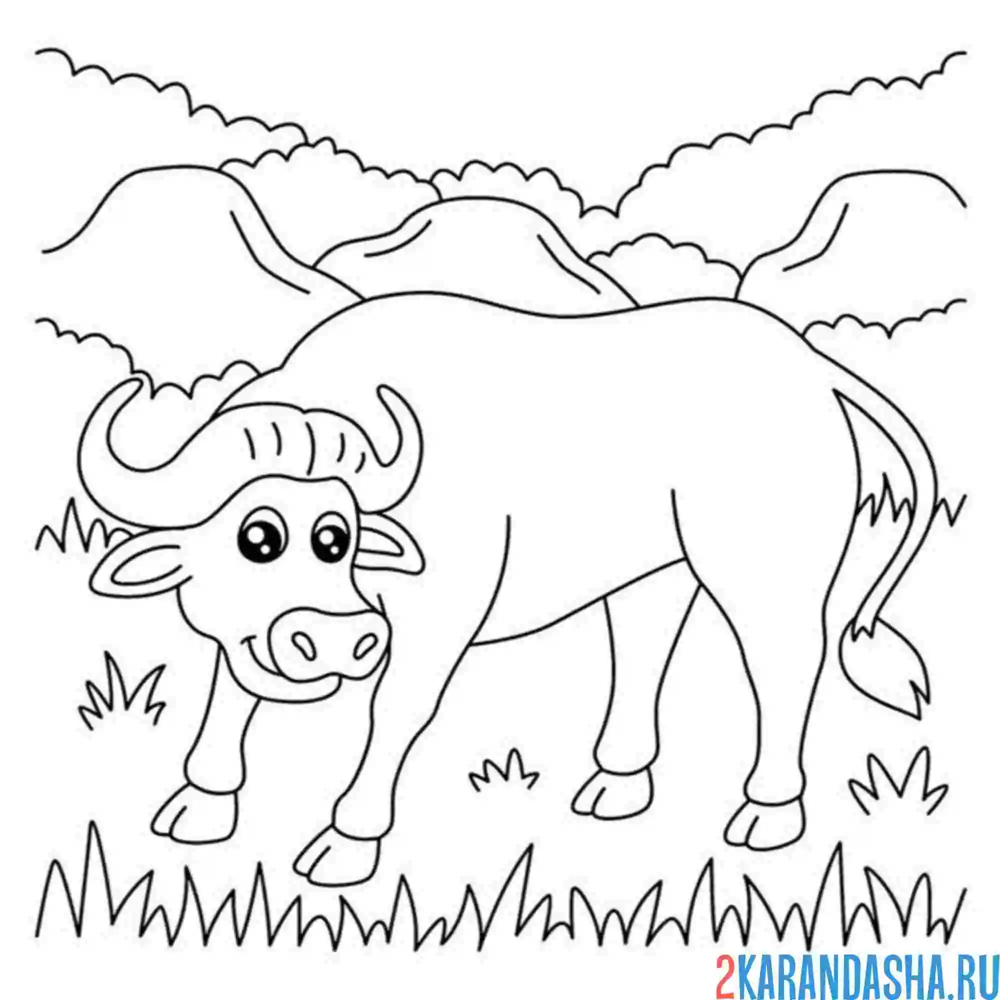 Раскраска бифало бык зоопарк